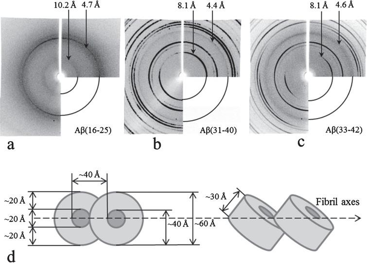 X-ray diffraction patterns of fibrils formed by the fragments of Aβ42 peptide. (a) Aβ16-25, (b) Aβ31-40, (c) Aβ33-40. Preparations were obtained in 50 mM Tris-HCl, pH 7.5, 48 h incubation at 37°C, 5 mg/ml. (d) Schematic representation of the arrangement of ring-like oligomers (short tubular cylinders) in a fibril with the parameters corresponding to the reflections according to the X-ray data [17, 59].