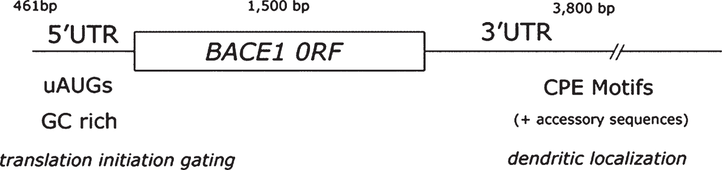 BACE1 open reading frame flanked by its 5’ and 3’ untranslated regions (UTRs). Schematic representation depicting BACE1 transcript structure. Note how BACE1 3’UTR is almost 2.5 times larger than the protein coding region (ORF). In addition, BACE1 3’UTR contains two cytoplasmic polyadenylation (CPE) motifs (UUUUAU) and accessory sequences (AAUAA) that facilitate dendritic mRNA sorting by the CPE-binding protein (CPEB) [307]. BACE1 5’UTR, in turn, gates translation initiation combining the inhibitory effect of 1) upstream initiation codons (uAUGs) and 2) stable secondary structure deriving from a high GC-content (∼75 %).