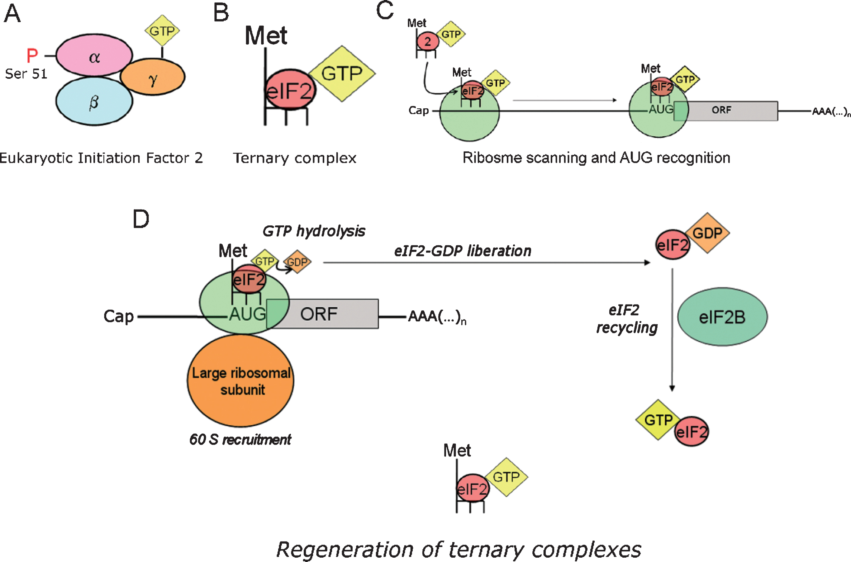Role of ternary complexes in translation initiation. eIF2 recycling & ternary complexes regeneration. A) Eukaryotic initiation factor 2 (eIF2) is a heterotrimeric protein consisting in three subunits (α, β, γ). eIF2 binds a GTP molecule in its γ-subunit, while phosphorylation at serine 51 of the α-subunit modulates its interaction with eIF2B. B) eIF2 forms a ternary complex with the initiator transfer RNA coupled to the corresponding Methionine (Met-tRNAi), and a GTP molecule docked at the γ-subunit of eIF2. Note that tRNAi appears depicted in the diagram as a dark backbone finishing with three tips symbolizing the anticodon. C) Ternary complexes (the formation of which is thermodynamically favored by eIF2-GTP) are loaded in to the 40S ribosomal thanks to the intervention of other translation factors. D) Translation initiation is a GTP-dependent process. The energy resulting from the hydrolysis of the eIF2-bound GTP is required for initiation codon recognition and commitment of the ribosome to complete the initiation pathway. As a result, a low energy eIF2-GDP complex is released after each round of translation initiation. eIF2B is the guanine exchange factor (GEF) refueling eIF2 with new energy-rich GTP molecules. This process yields new active ternary complexes ready to engage in new cycles of translation initiation.