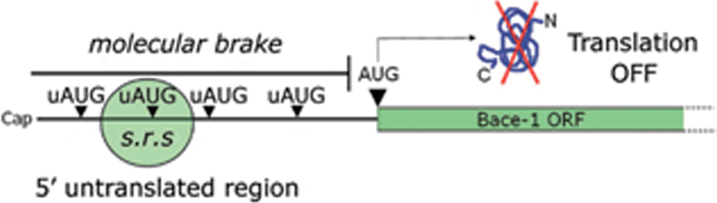 uAUGs contribution in gating BACE1 translation. BACE1 transcript leader, alternatively named 5’untranslated region (5’UTR), hinders BACE1 translation initiation under basal conditions. Upstream initiation codons (uAUGs) present in BACE1 5’UTR “seduce” the small ribosomal subunit and prevent it from reaching the main open reading frame (ORF). As a consequence, BACE1 translation will be kept at a low, insignificant rate. This situation will be reversed only following a drop in ternary complex availability.