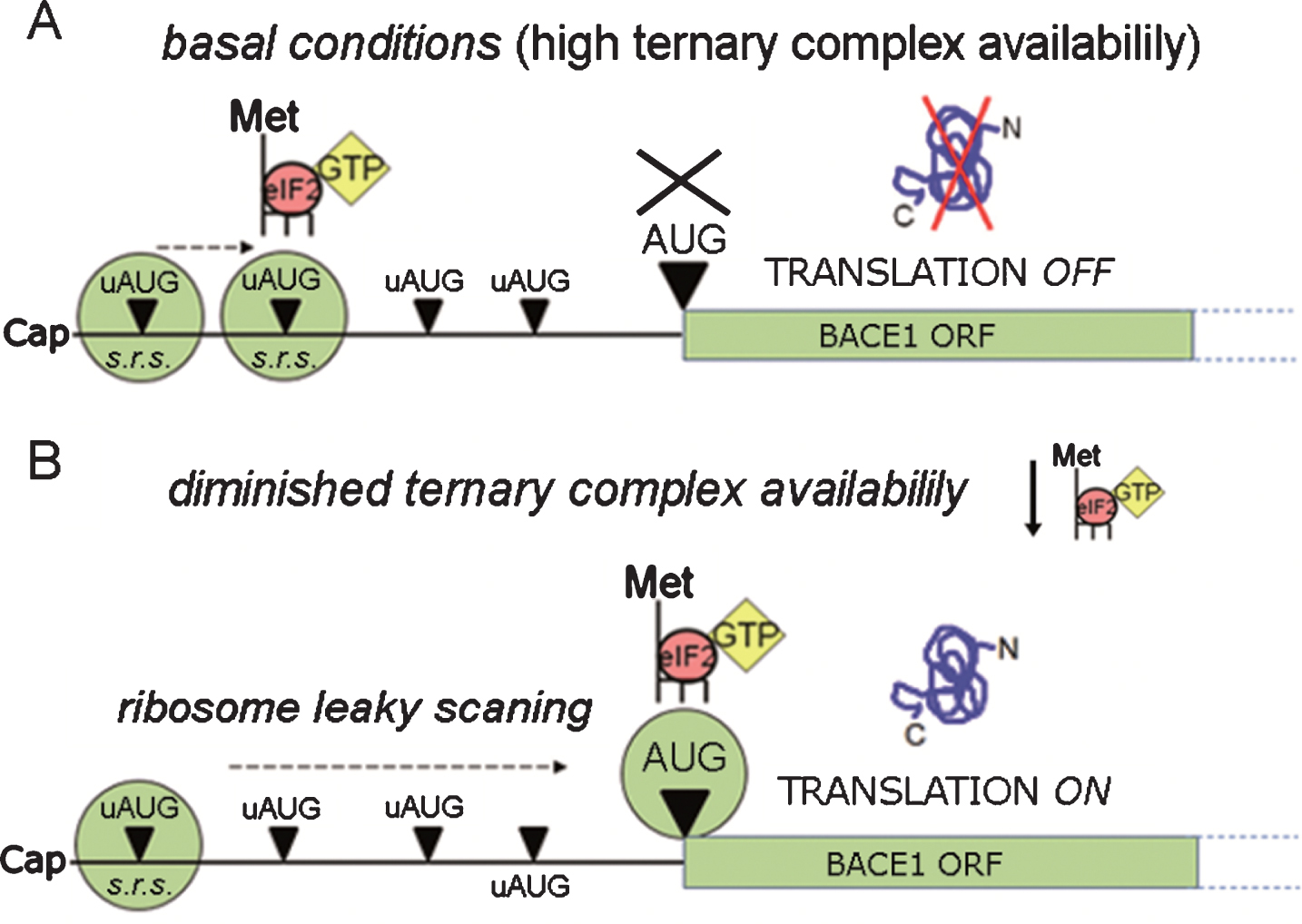 BACE1 translation facilitation. BACE1 translational repression can be by-passed by ribosomal leaky scanning & reinitiation, a condition requiring a lowering in ternary complex availability. As depicted in the diagram, when ternary complex availability is high (A, basal conditions) translation initiation can occur at high frequency at the uAUGs, preventing translation of BACE1 from its main ORF. Conversely, when the availability of ternary complexes diminishes (B) there is a drop in the formation of active ribosomal complexes, leading to a decreased recognition of upstream AUGs (ribosome leaky scanning) and to a and more frequent recognition of the main ORF allowing BACE1 protein synthesis to start. s.r.s., small ribosomal subunit.