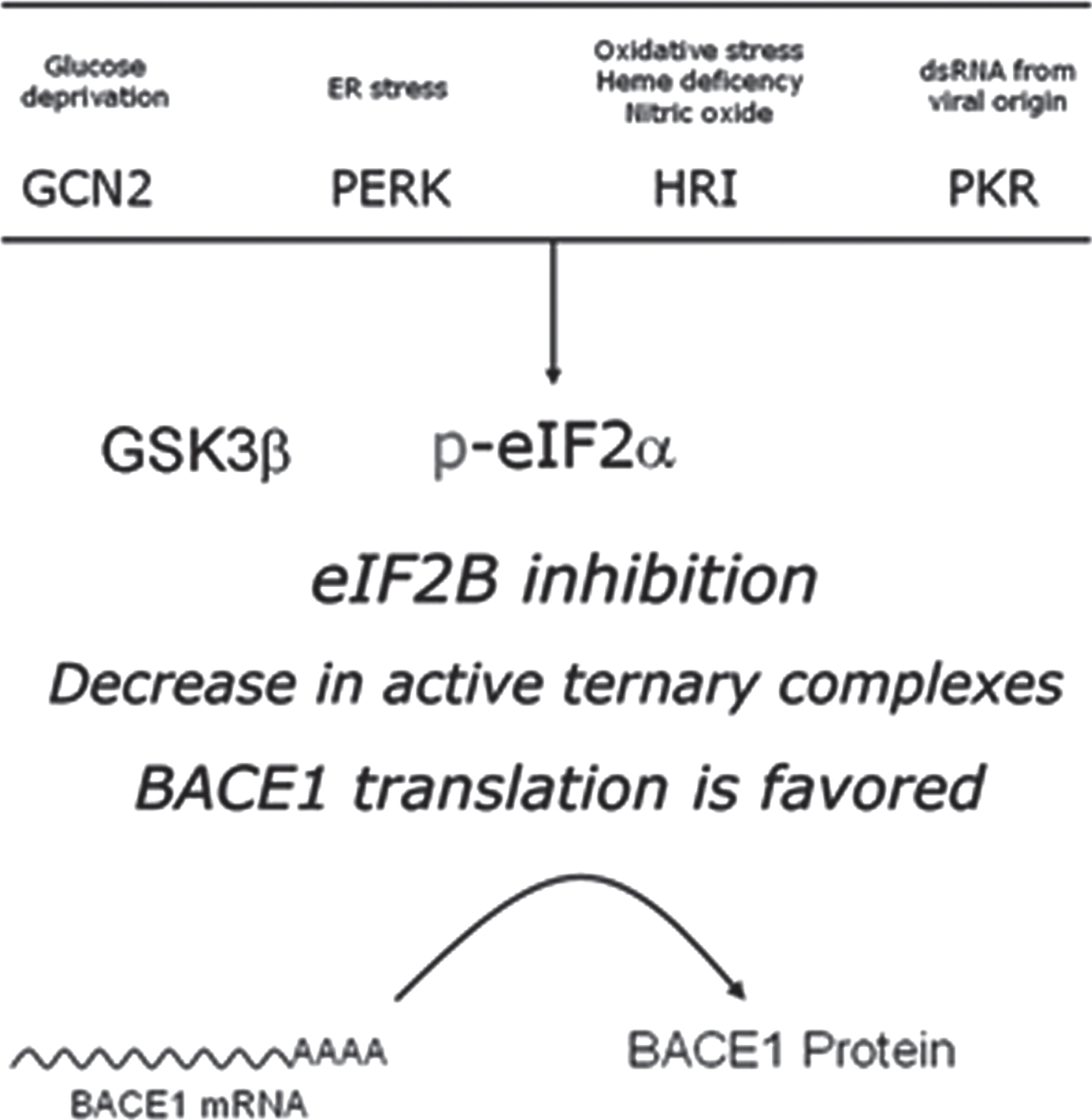 Intracellular signaling converging in eIF2B inhibition. The guanine-exchange activity of eIF2B can be modulated in response to stimuli conveyed by two alterative pathways. On the one hand, phosphorylation of the eukariotic initiation 2-alpha (eIF2α) is mediated by four different stress-activated eIF2α kinases (PERK, PKR, HRI, and GCN2), resulting in a competitive blockade of eIF2B. On the other hand, the otherwise constitutively inhibited Glycogen synthase kinase 3β (GSK3β), when released from its inhibition, catalyzes a direct inhibitory phosphorylation upon eIF2B. s.r.s., small ribosomal subunit.