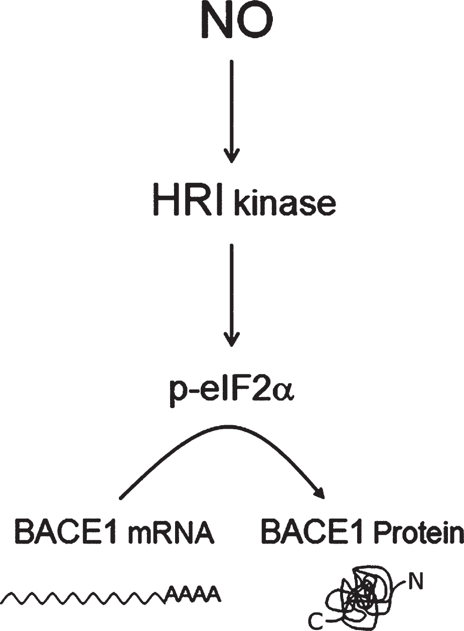 Three-step pathway model for NO-induced BACE1 translation activation. The heme-regulated eIF2α kinase (HRI), a nitric oxide sensor, appeared to be a plausible node connecting nitric oxide (NO) stimulation with BACE1 expression, through phospho-eIF2α-mediated BACE1 translational de-repression. Other uAUG-bearing transcripts such as GluN2B [149] respond in a similar way to NO/HRI induced eIF2-phosphorylation, opening the possibility that NO behaves as a general translational facilitator for uAUG-bearing transcripts.