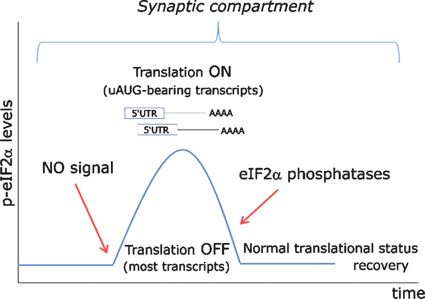 Proposed model for eIF2α-mediated translational control at the synapse. In a resting state exempt of cellular stress, nitric oxide (NO)-HRI signaling induces a peak in eIF2α phosphorylation levels, which are rapidly turned back to their basal state through the action of eIF2α-phosphatases. Such transient rise in eIF2α levels triggers the timely translation of synaptically polarized uAUG-bearing mRNAs, while temporarily arresting general protein translation. Importantly, such signaling model can only be effective when cellular stress does not interfere with eIF2α phosphorylation through the action of other eIF2-kinases (PERK, PKR, GCN2) or even an eventually stress-activated HRI.