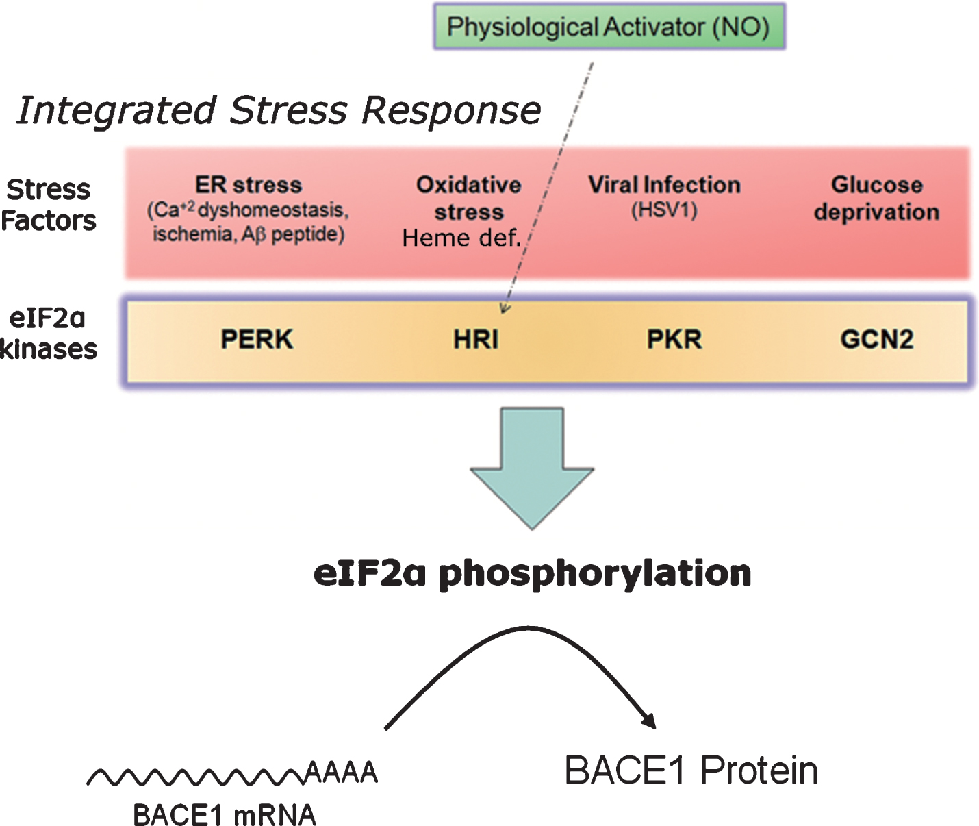 Nitric oxide: a master physiological mediator hovering above the integrated stress response? The four existing eIF2α-kinases (PERK, PKR, HRI, GCN2) share a common catalytic-domain and harbor different activator-domains endowing each kinase with a differential sensitivity to stress. Following stress sensing, eIF2α-kinases phosphorylate eIF2α and shut down protein translation in a process known as integrated stress response. This process aims, for example, at securing metabolic resources under energy deprivation conditions, alleviating protein load in the endoplasmic reticulum under missfolding protein conditions, or at avoiding the translation of exogenous proteins from viral origin. In the absence of stress, nitric oxide (NO) signals through the Heme-regulated eIF2α-kinase (HRI), activating thereby BACE1 translation from its mRNA in a physiological setting.