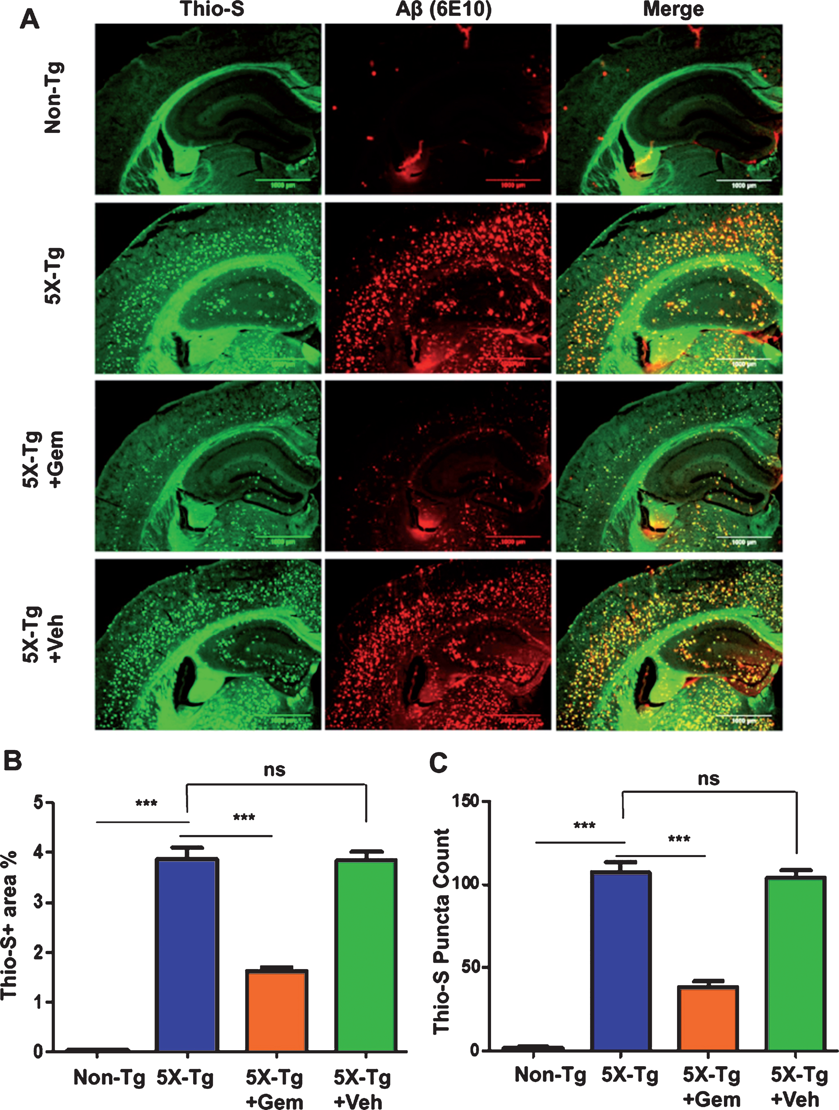 Gemfibrozil treatment reduces Aβ plaque burden in the hippocampus of 5XFAD mouse model of AD. Six-month-old 5XFAD mice (n = 6) were treated with gemfibrozil (7.5 mg/kg/day) or vehicle (0.1% methylcellulose) for 1 month followed by (A) double labeling of free-floating hippocampal sections with thioflavin-S (Green) and 6E10 antibody (Red). Scale bar = 1000μm. Characterization of plaques by analyzing (B) Thio-S positive area percentage and (C) Thio-S puncta count. All data are represented as mean±SEM. One way ANOVA followed by Tukey’s multiple comparison test was used for statistical analysis;  *p <  0.05,  **p <  0.01,  ***p <  0.001.