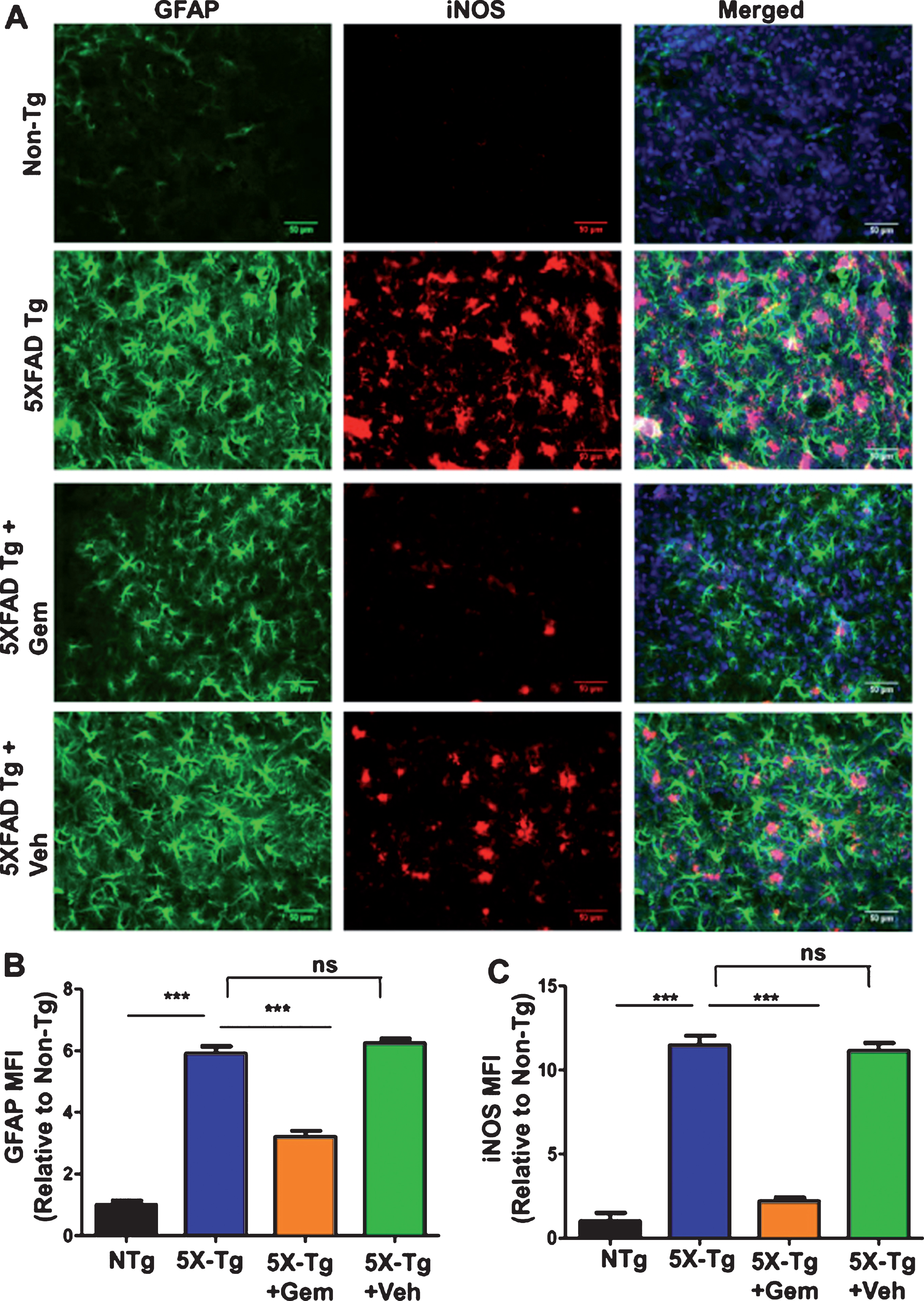 Oral gemfibrozil decreases astroglial activation in the cortex of 5XFAD mice. Six-month-old 5XFAD mice (n = 6) were treated with gemfibrozil (7.5 mg/kg/day) or vehicle (0.1% methylcellulose) for 1 month followed by double-labeling of cortical sections for GFAP and iNOS (A). Scale bar = 50μm. Mean fluorescence intensity (MFI) of GFAP (B) and iNOS (C) was calculated from two sections (one image/section) of each of six mice per group. All data are represented as fold change (mean±SEM) with respect to the non-transgenic. One way ANOVA followed by Tukey’s multiple comparison test was used for statistical analysis;  ***p <  0.001; ns, not significant.