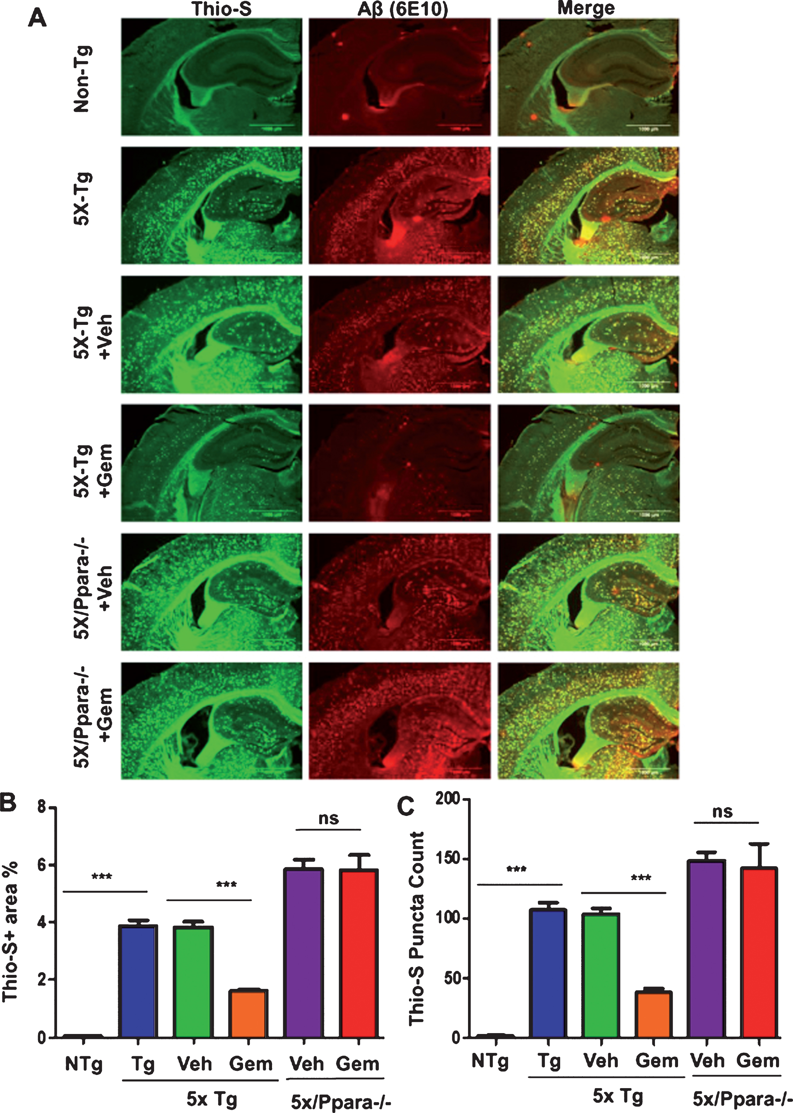 Gemfibrozil attenuates hippocampal amyloid pathology in a PPARα-dependent manner. Six month old 5XFAD (n = 6) and 5XFAD/PPARa–/– mice (n = 5) were treated with gemfibrozil (7.5 mg/kg/day) or vehicle (0.1% methylcellulose) for 1 month followed by (A) double labeling of free floating hippocampal sections with thioflavin-S (Green) and 6E10 antibody (Red). Scale bar = 1000μm. Characterization of plaques by analyzing (B) Thio-S puncta count and (C) Thio-S positive area percentage. All data are represented as mean±SEM. One way ANOVA followed by Tukey’s multiple comparison test was used for statistical analysis;  *p <  0.05,  **p <  0.01,  ***p <  0.001.