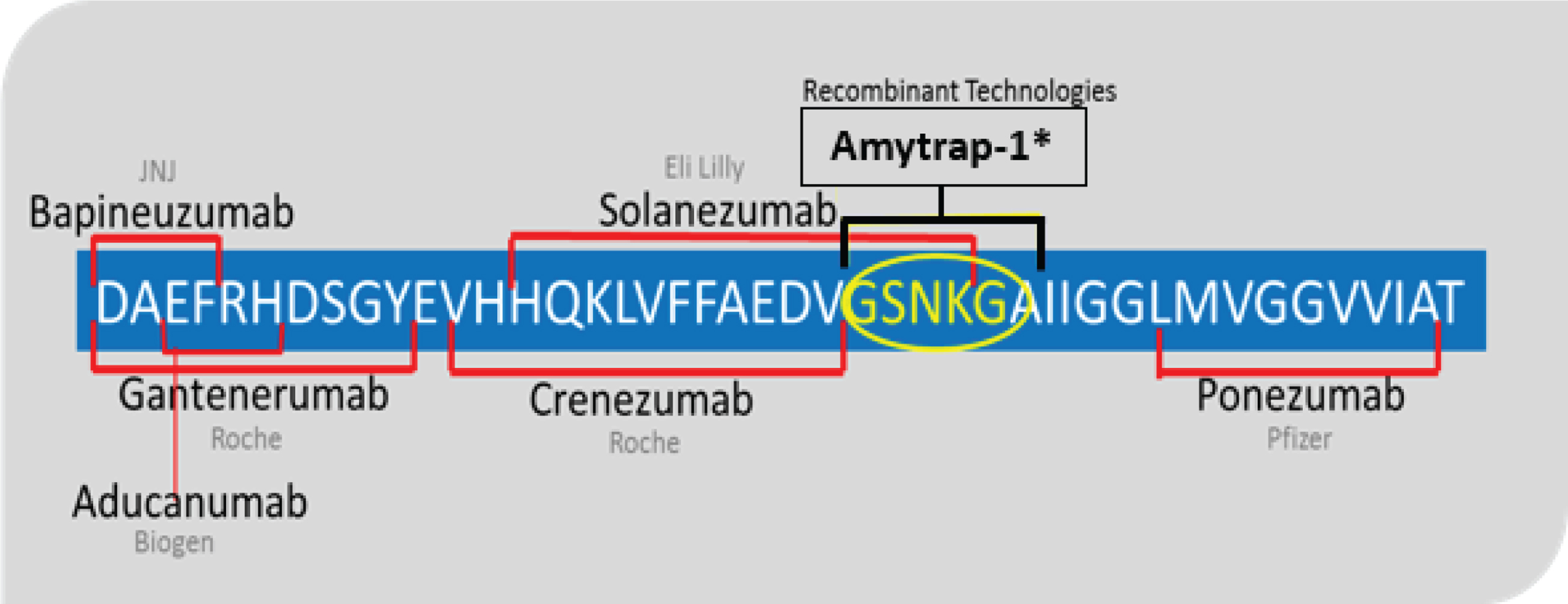 Aβ sequence and the binding sites. The diagram shows the binding regions of the anti-Aβ antibodies (red) and the Amytrap-1 (yellow) in Aβ. The region (the circled amino acids) where the AmyTrap-1 peptide binds has been shown to promote hair-pin formation of toxic Aβ [17].