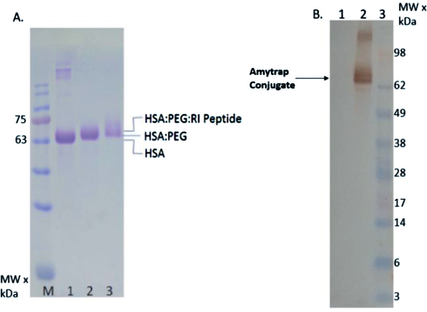 Conjugation of Amytrap peptide to albumin. A) Analysis of Amytrap conjugate by SDS-PAGE, Lane M, MW marker, lane 1, HSA, lane 2, HSA-PEG, lane 3 Amytrap conjugate (HSA-PEG-RI-peptide). B) Analysis of the conjugate by western blot. The blot was probed with anti-RI-peptide antibody followed by peroxidase labeled antibody. Lane 1, HSA, lane 2, Amytrap conjugate, lane 3, MW marker.