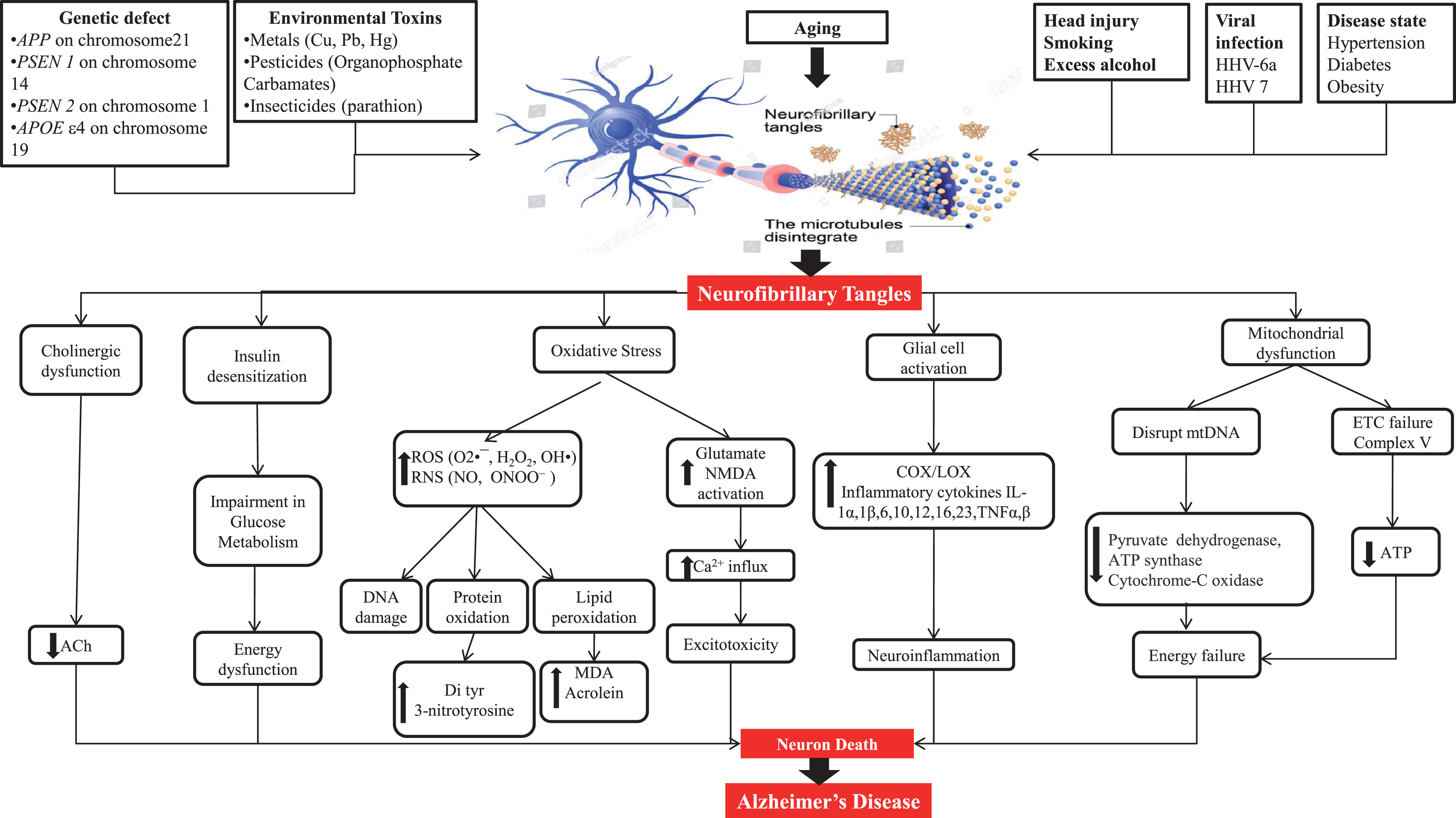Neuropathological factors engaged to cause Alzheimer’s disease.