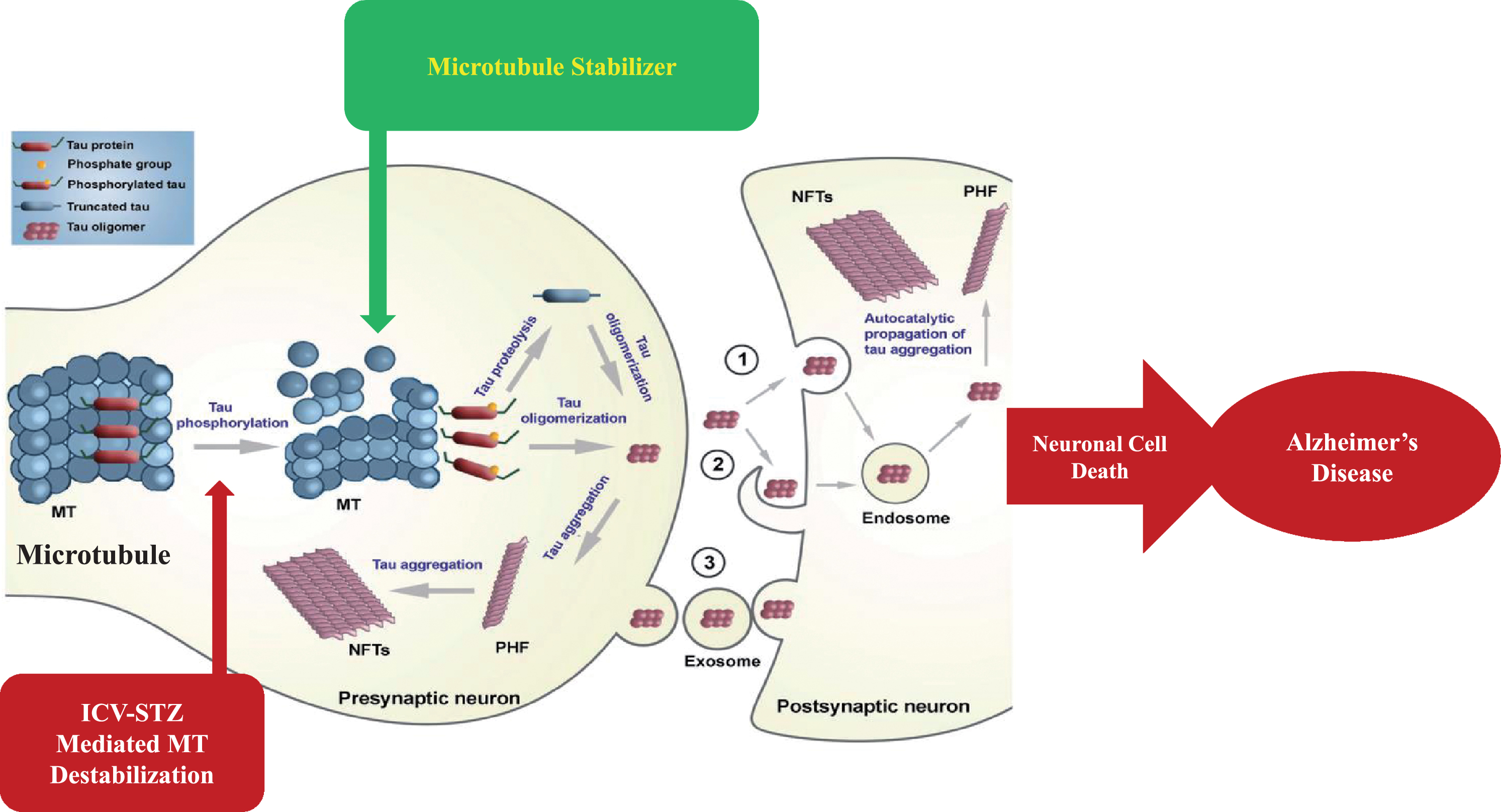Schematic illustration of post-translational modifications of tau after inducing neurotoxin and microtubule stabilizer as plausible intervention to prevent microtubule destabilization.