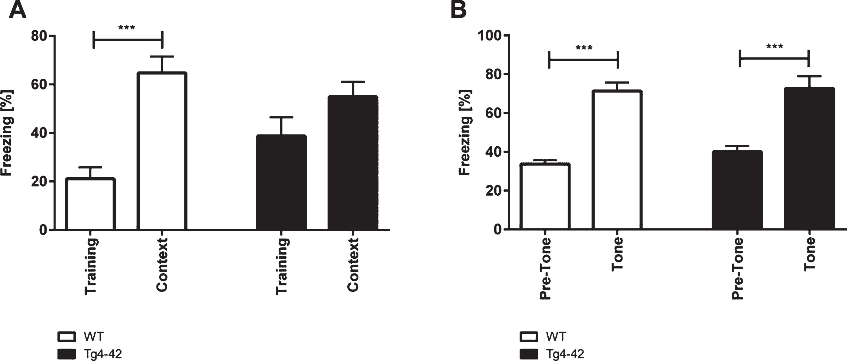 Impaired contextual conditioning in Tg4-42 mice. Tg4-42 and WT mice were trained in a contextual (A) and tone fear (B) conditioning task (n = 10-12). During the initial training session involving a tone-foot-shock pairing, WT and Tg4-42 mice displayed comparable degrees of freezing (A). Animals were reintroduced to the original training context 24 hours post training and tested for contextual memory. WT shock froze significantly more during re-exposure to the context compared to the training trial. In contrast, Tg4-42 mice did not associate the context with the received foot-shock as freezing was not significantly different between the training and the tone trial (A). Mice were placed in an altered fear conditioning chamber 48 hours post training and tested for freezing during tone presentation. WT and Tg4-42 mice showed a significant increase on freezing response to the tone presentation (B). Data presented as mean±S.E.M. One-way analysis of variance (ANOVA) followed by Bonferroni multiple comparisons. ***p < 0.001.