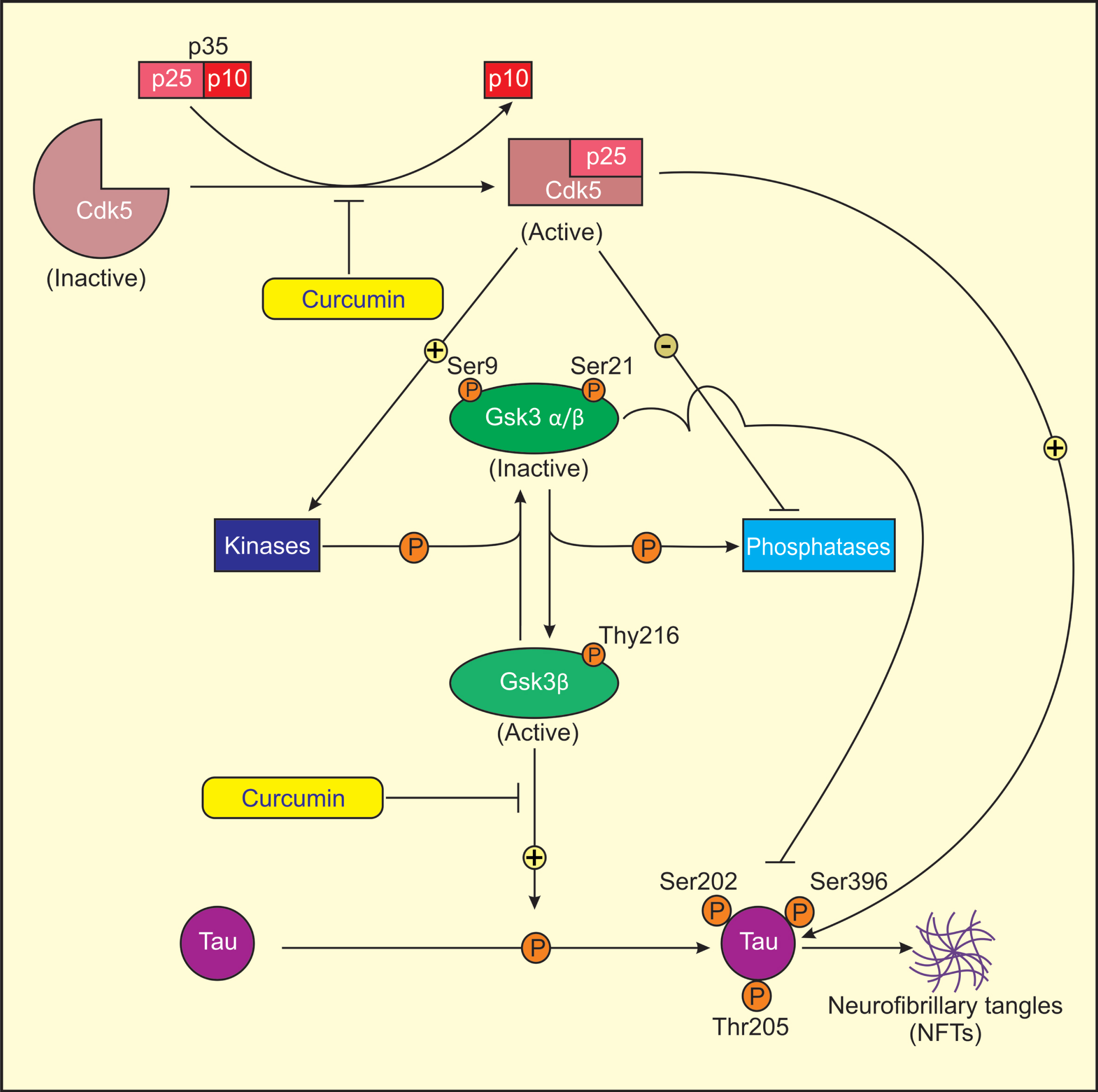 Proposed model for mechanism of action of curcumin in treatment of AD. Cdk5 is activated by its association with p25, as Cdk5-p25 complex is more stable than Cdk5-p35 complex. Activated Cdk5 induces GSK3 phosphorylation (Ser9/21, Tyr216) by direct/indirect regulation of several protein kinases and phosphatases. Ser9/21 phosphorylation of GSK3 renders GSK3 inactive. Activated Cdk5 directly or indirectly induces tau phosphorylation at sites Ser202, Ser396, and Thr205 through activated GSK3 (Tyr216) that results in the formation of NFTs in AD. Curcumin lowers the levels of Cdk5/p25 and active GSK3β (Tyr216) and increases the levels of inactive GSK3β (Ser9/21) in AD rats causing reduced tau hyperphosphorylation.