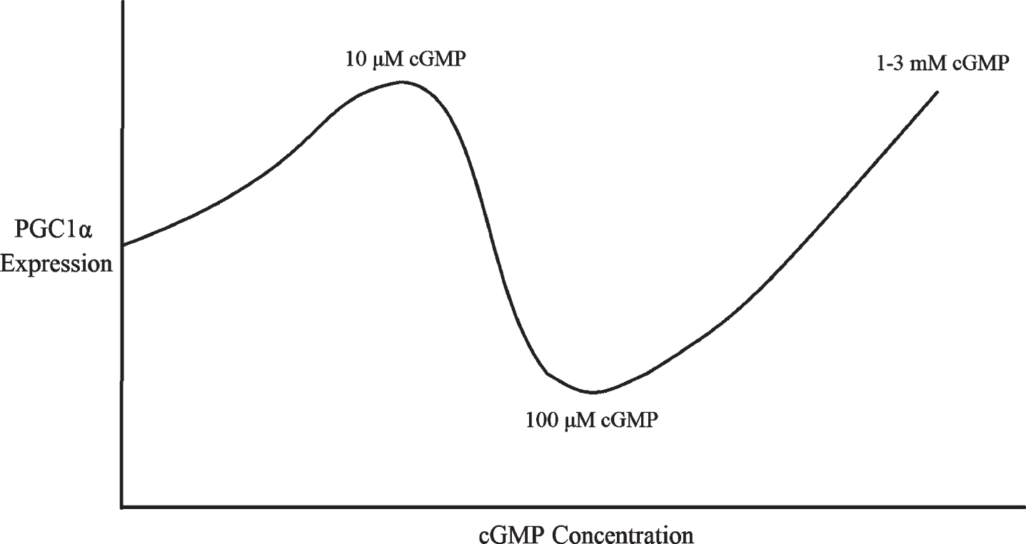 Multiphasic dose response of PGC1α expression to cGMP concentration.
