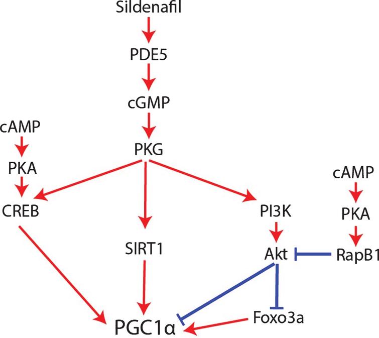 How sildenafil and cGMP may regulate PGC1α.