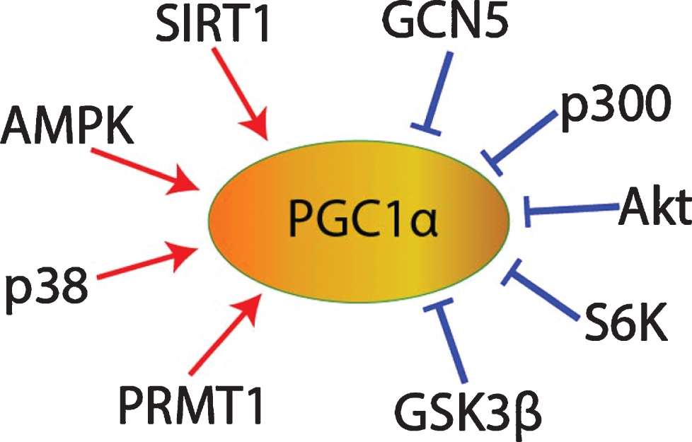 PGC1α post-translational regulation.