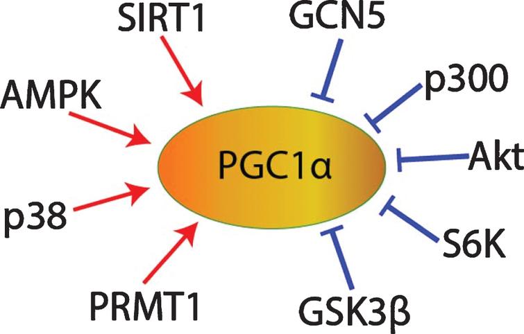 PGC1α post-translational regulation.