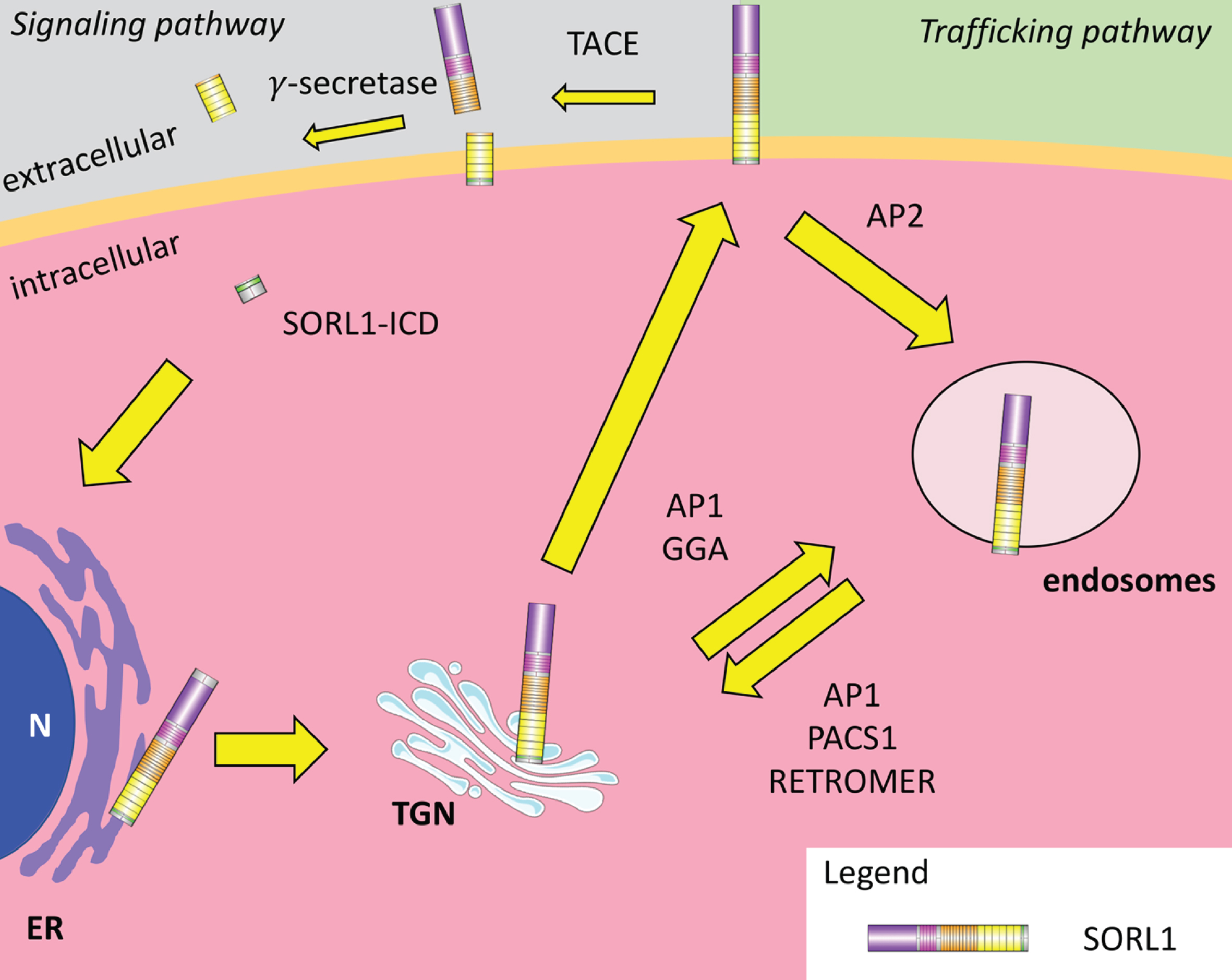 SORL1 trafficking pathways. Nascent SORL1 peptides are generated in the endoplasmic reticulum (ER) and follow the constituent secretory pathway to the trans-Golgi network (TGN) where the pro-peptide is removed by furin-mediated cleavage. This allows the receptor to move to the plasma membrane where it can follow a signaling pathway (left) or a trafficking pathway (right). In the signaling pathway, SORL1 is cleaved by tumor necrosis factor-A converting enzyme (TACE) and then by γ-secretase, releasing luminal fragments of SORL1 and a cytosolic SORL1 intracellular domain (SORL1-ICD). SORL1-ICD can move to the nucleus (N) and regulate transcription of as yet unknown genes. In the trafficking pathway, SORL1 can be internalized via clathrin-mediated endocytosis utilizing the chaperone clathrin adaptor protein 2 (AP2). Internalized SORL1 receptors then shuttle between the TGN and the endosomes, guided by cytosolic adaptor proteins such as adaptor protein 1 (AP1), phosphofurin acidic cluster sorting protein (PACS1), Golgi-localizing, γ-adaptin ear homology domain ARF-interaction (GGA) and the retromer complex.