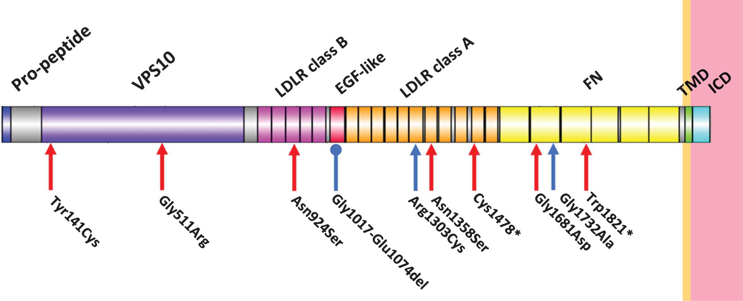 EOfAD variants in SORL1. Figure 3 depicts a schematic of the SORL1 full length protein, indicating the sites for early-onset, familial Alzheimer’s disease (EOfAD) variants for which pedigrees have been published to date. Red arrows indicate variants published in [18] and blue arrows indicate variants published from [19]. VPS10, vacuolar protein sorting 10; LDLR, low density lipoprotein receptor; EGF, epidermal growth factor; FN, fibronectin-type; TMD, transmembrane domain; ICD, intracellular domain.