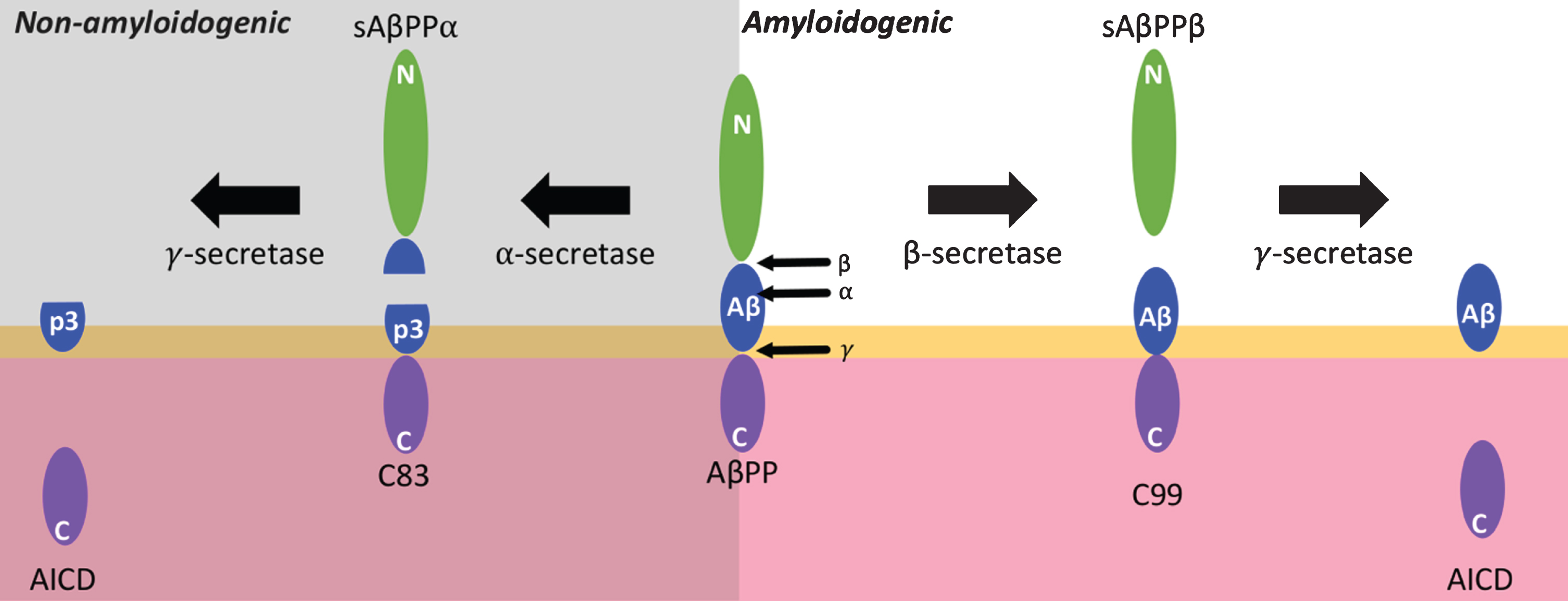 Proteolytic processing of AβPP. Membrane bound amyloid-β protein precursor (AβPP) can be subjected to non-amyloidogenic or amyloidogenic processing. In the non-amyloidogenic pathway, AβPP is first cleaved by α-secretase within the amyloid-β (Aβ) sequence, producing a soluble sAβPPα fragment and a membrane-bound C83 fragment. C83 can be processed further by the γ-secretase complex to give a p3 fragment and an AβPP intracellular domain (AICD). In the amyloidogenic pathway, AβPP can be cleaved by β-secretase, giving the C99 and sAβPPβ fragments. Then C99 is cleaved by γ-secretase to give Aβ peptides and an AICD. β-secretase and γ-secretase may function together as a supramolecular complex. Yellow depicts a lipid bi-layer and pink depicts a cytosolic region.