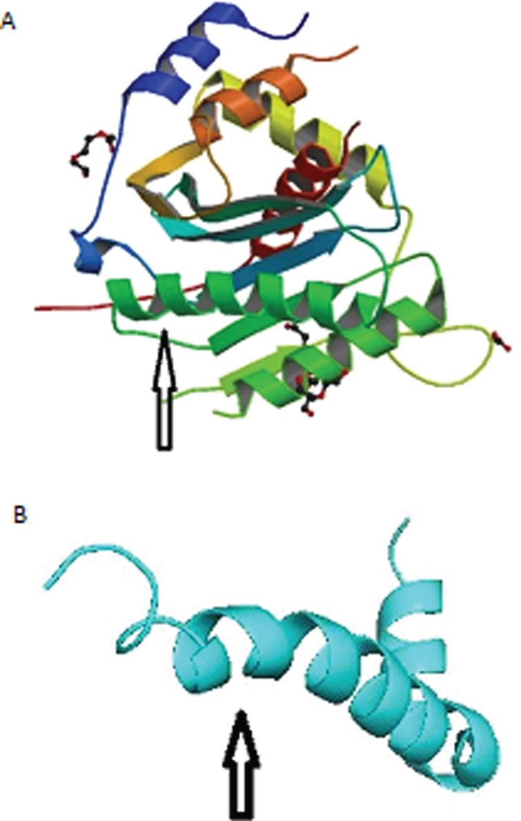 A) Structure of the herpes simplex virus (HSV-1) DNA-packaging motor pUL15 C-terminal nuclease domain. Arrow points to alpha helix that aligns with Aβ-peptide. B) Solution structure of the Alzheimer’s disease Aβ-peptide. Arrow points to alpha helix that aligns with HSV-1.