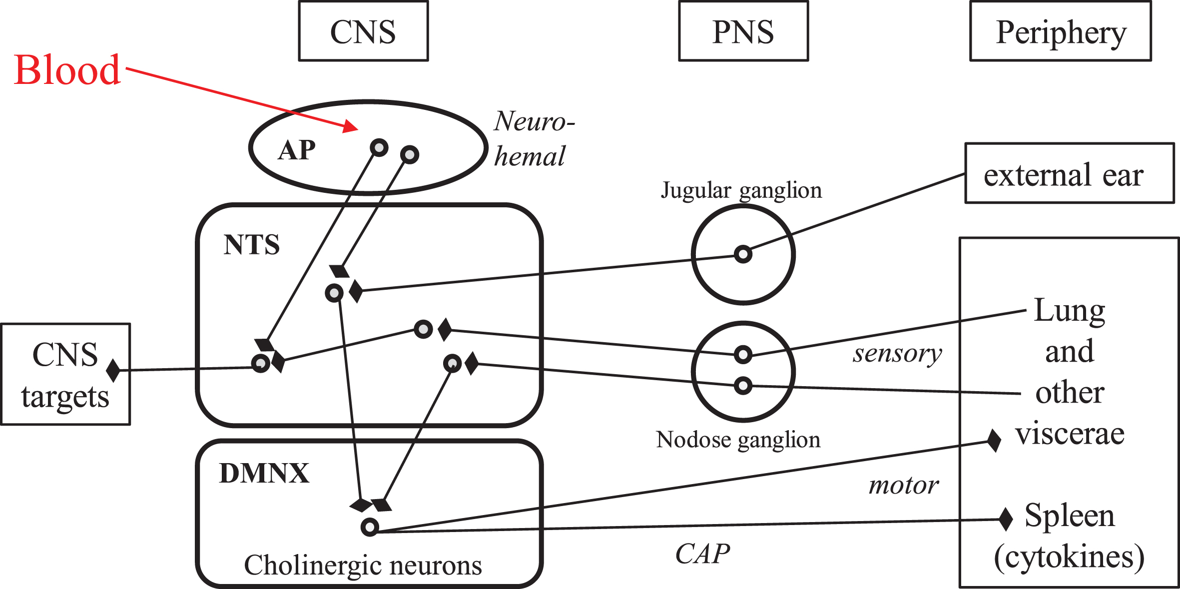 Neuroanatomical connectivity of the dorsal vagal complex in human brainstem: the “vital node” of pioneer physiologists. Round symbols represent neuronal perikarya. Arrows with blunt end symbolize axonal presynaptic endings. AP, area postrema; CAP, cholinergic anti-inflammatory pathway; CNS, central nervous system; DMNX, dorsal motor nucleus of the vagus; NTS, nucleus tractus solitarius; PNS, peripheral nervous system; IVth, fourth intracerebral ventricle.