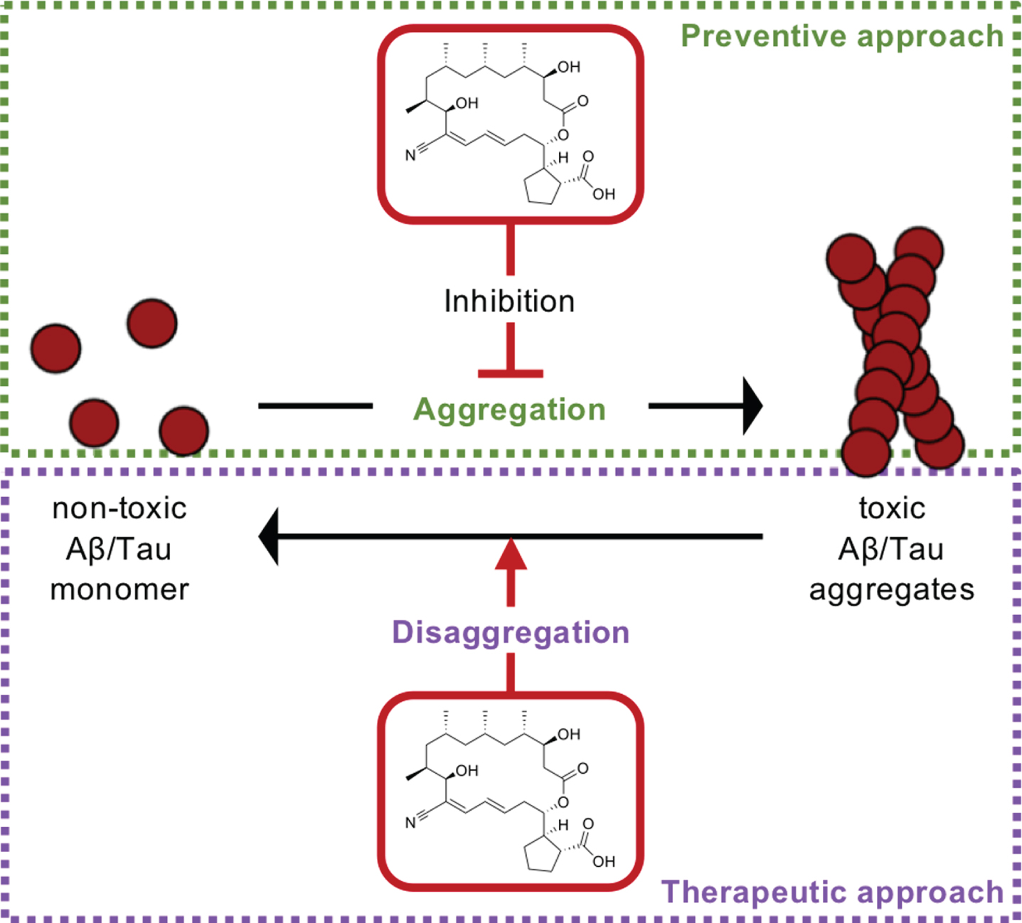 The mechanism of action of borrelidin. The inhibition of the aggregation of both protein aggregates and dissociates toxic aggregates by borrelidin.