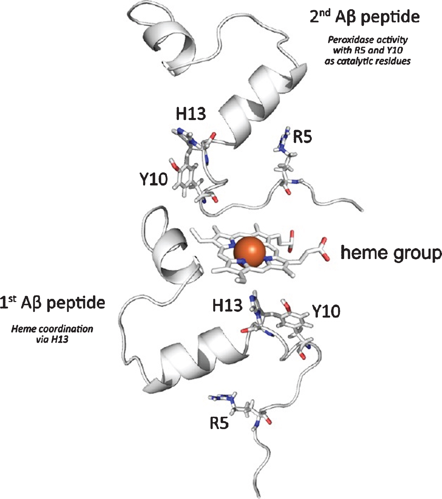 Schematic presentation of amyloid β (Aβ)-heme complex formation based on published investigations on the complexation of free heme by Aβ. Interaction is proposed to mainly take place between heme and the N-terminal part of the peptide. While one peptide is mainly involved in the coordination of the heme iron at the distal heme site via H13, a second peptide may coordinate at the proximal heme site to provide R5 and Y10, which are responsible for the subsequent peroxidase activity of the complex. Collected from [72].