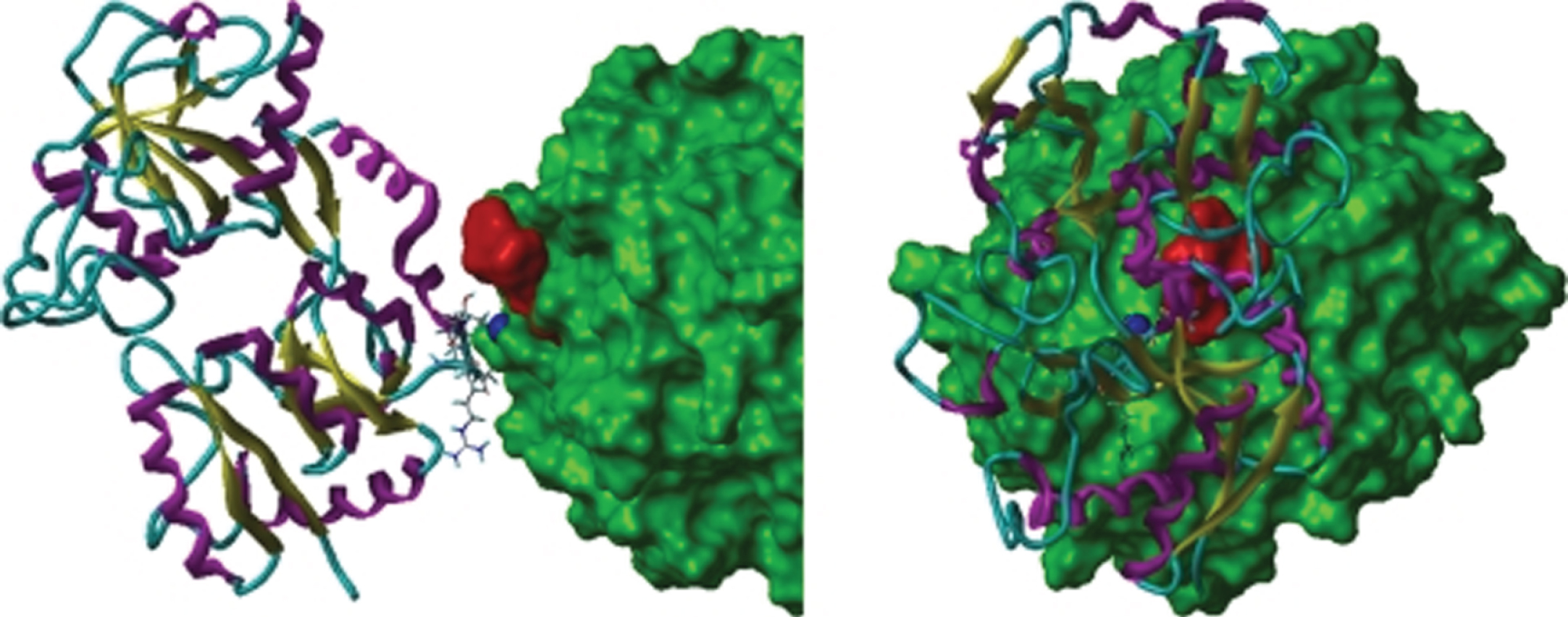 Orthographic view of the modeled lactoferrin (LF)-RgpB complex. The solvent-accessible surface of RgpB is green, the dark blue space-filling atom is the zink ion bound to the catalytic histidine (His244) of RgpB. LF is illustrated as a ribbon structure (β-strand in yellow, α-helix in magenta, and coil in cyan). The side-chains of residues that moved to within 3 Å of RgpB during the dynamics simulation are shown as “capped sticks”. The location of the atoms of the RgpB inhibitor, DFFR-chloromethylketone, is shown by red-space filling atoms (from: [89] Permission granted by RightsLink/ASM)