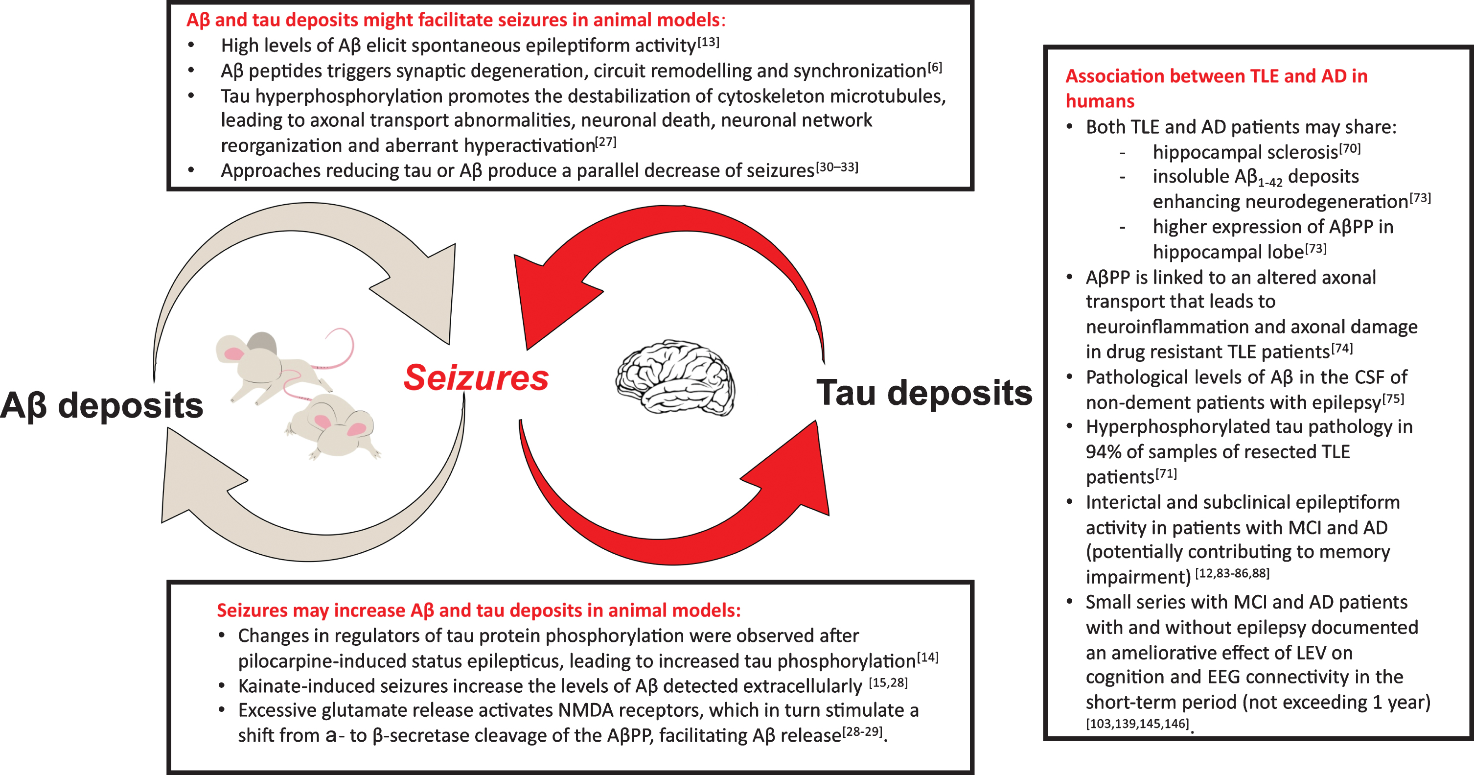 In the figure, the key points of the mutual relationship between epilepsy and Alzheimer’s disease (AD) are displayed. The experimental evidence in animal models has clearly evidenced the potential presence of a “vicious loop”: Aβ and tau deposits may be cause of seizures (box on the top) and seizures lead to increase in brain Aβ deposits and tau phosphorylation (box at the bottom). In the box on the right, the main findings supporting the association between temporal lobe epilepsy (TLE) and AD in humans are summarized. Aβ, amyloid-β; AβPP, amyloid-β protein precursor; NMDA, N-methyl-D-aspartate; CSF, cerebrospinal fluid; MCI, mild cognitive impairment; LEV, Levetiracetam.