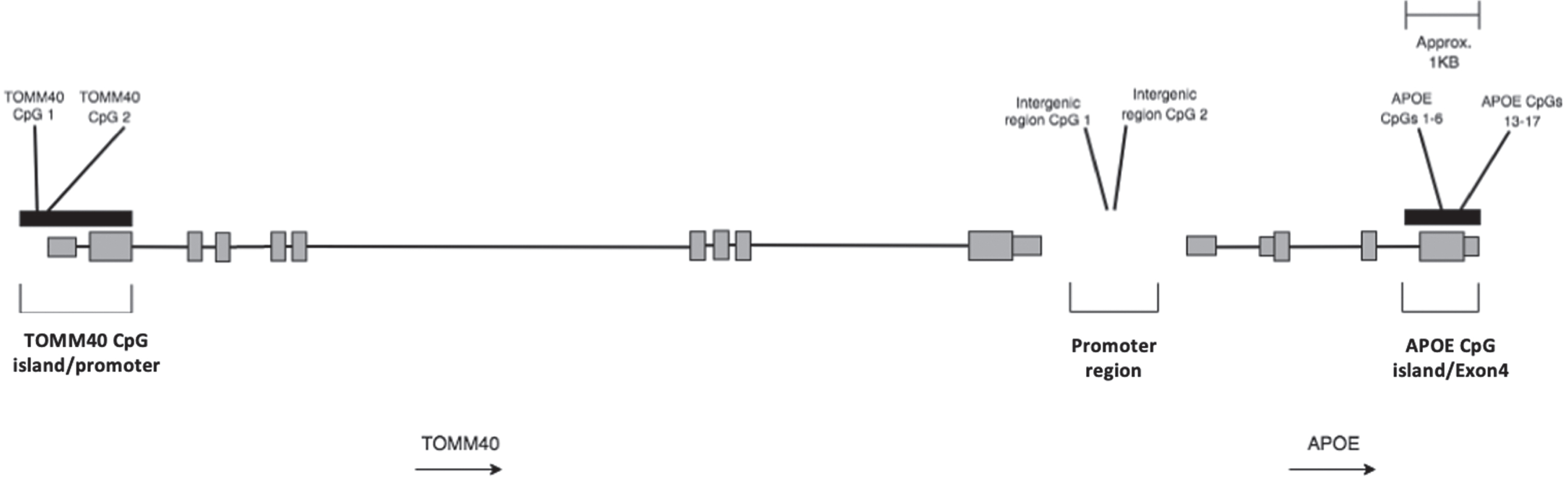 Schematic representation of TOMM40-APOE locus showing approximate locations of the regions investigated in this study. Black bars represent CpG islands. Grey bars represent gene exons. Transcription of the genes occurs from left to right as shown by arrows.
