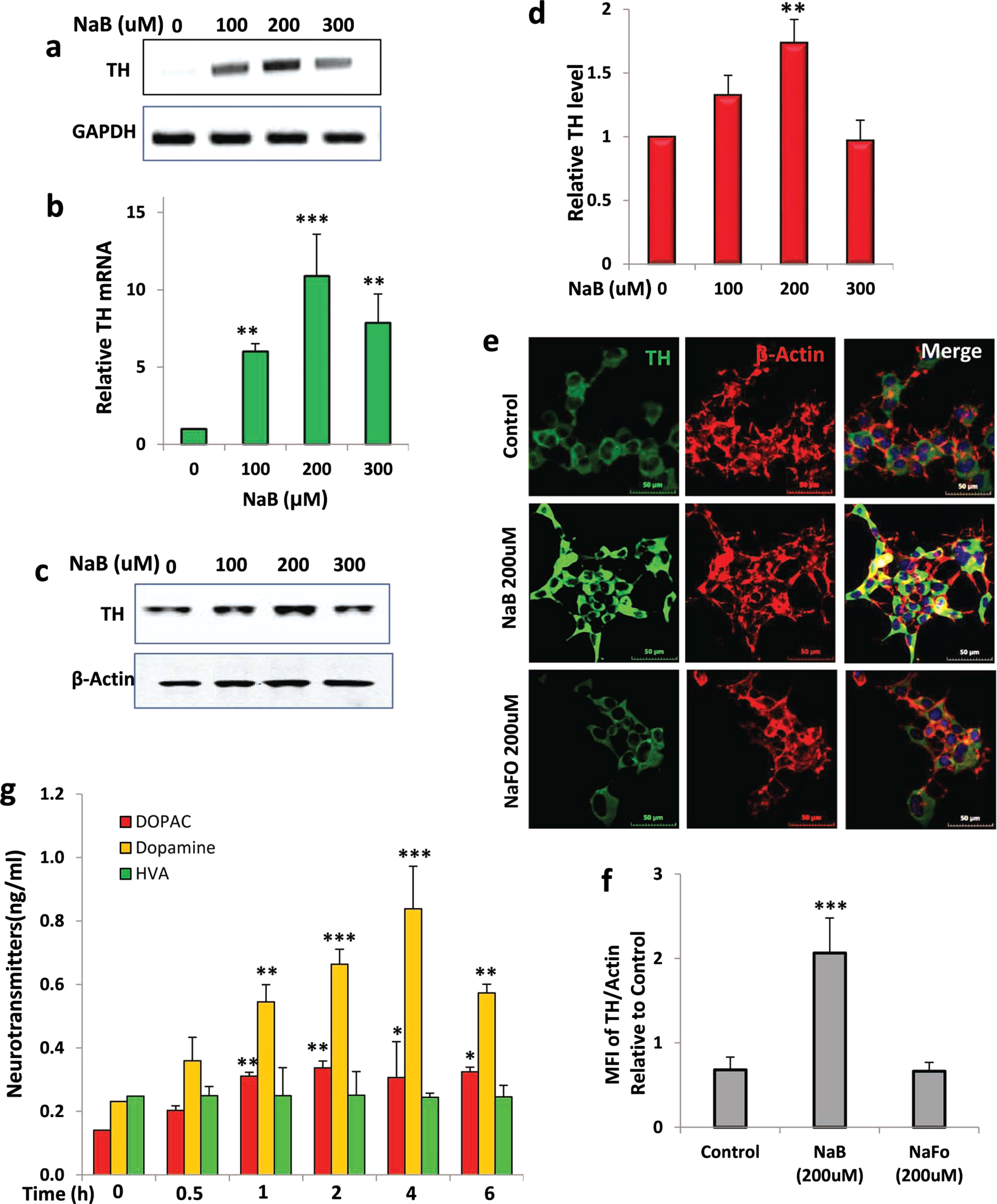 NaB increases tyrosine hydroxylase (TH) in mouse MN9D neuronal cells in dose- and time-dependent manner. A) Mouse MN9D neuronal cells were treated with different concentrations of NaB under serum-free conditions for 2 h followed by monitoring the mRNA expression of TH by semi-quantitative RT-PCR (A) and real-time PCR (B). The protein level of TH was monitored by western blot (C). Actin was run as a loading control. Bands were scanned and values (TH/actin) presented as relative to control (D). Results are mean±SD of different experiments. Cells were treated with 200μM NaB for 2 h followed by double-label immunofluorescence with antibodies against TH and actin (E). Sodium formate (NaFO) was used as a negative control for NaB. Mean fluorescence intensity (MFI) of TH and actin was calculated in 20 different cells (F) and presented as MFI-TH/MFI-actin. Results are mean±SEM of 20 different cells per group. G) Cells were treated with 200μM NaB for different time periods followed by measuring the level of DA, DOPAC and HVA in supernatants by HPLC. Results are mean±SD of at least three independent experiments. *p < 0.05; **p < 0.01; ***p < 0.001 versus control. One-way ANOVA with Tukey’s multiple comparison test shows that time-dependent increase in DA by NaB is significant (p < 0.0001).