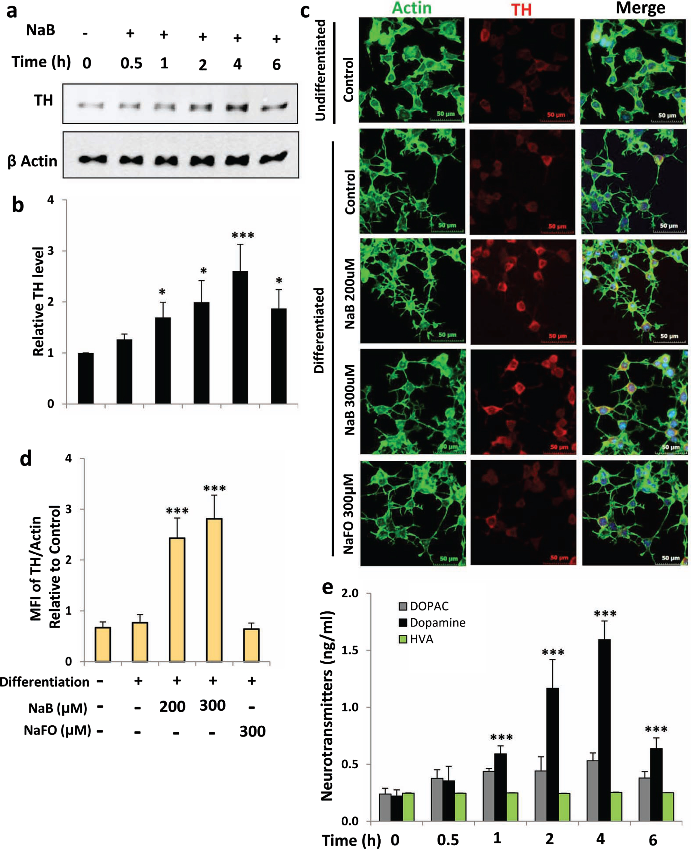 NaB increases TH and dopamine in differentiated mouse MN9D neuronal cells. A) Mouse MN9D neuronal cells were allowed to differentiate in neurobasal media containing B27 for 2 d following treatment with 200μM NaB for different time periods in neurobasal media without B27. The protein level of TH was monitored by western blot (A). Bands were scanned and values (TH/actin) presented as relative to control (B). Results are mean±SD of different experiments. *p < 0.05 and ***p < 0.001 versus control. Cells were treated with NaB and NaFO for 2 h followed by double-label immunofluorescence with antibodies against TH and actin (C). Mean fluorescence intensity (MFI) of TH and actin was calculated in 20 different cells (D) and presented as MFI-TH/MFI-actin. Results are mean±SEM of 20 different cells per group. ***p < 0.001 versus control; ns, not significant. E) Cells were treated with 200μM NaB for different time periods followed by measuring the level of DA, DOPAC, and HVA in supernatants by HPLC. Results are mean±SD of at least three independent experiments. ***p < 0.001 versus control. One-way ANOVA with Tukey’s multiple comparison test shows that time-dependent increase in DA by NaB is significant (p < 0.0001).