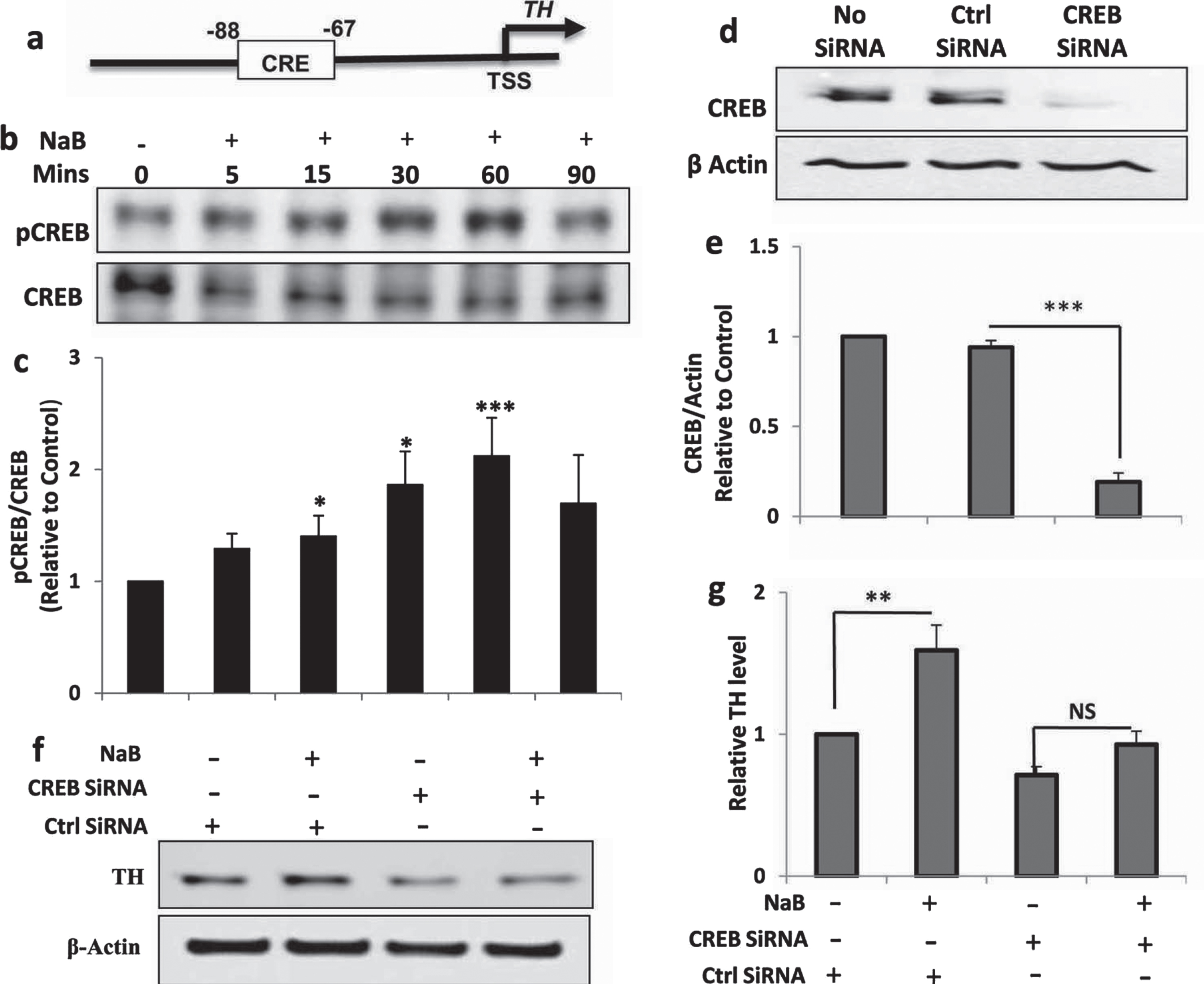 NaB increases the expression of TH in MN9D neuronal cells via CREB. A) TH gene promoter harbors a consensus CRE. MN9D neuronal cells were treated with 200μM NaB for different min under serum-free conditions followed by monitoring the level of phospho-CREB (pCREB) by western blot (B). Graph represents densitometric analysis of pCREB protein levels normalized to total CREB (loading control) (C). Results are mean±SD of three independent experiments. ***p < 0.001 versus control; *p < 0.05 versus control. D) Cells were transfected with either control or CREB siRNA. Forty-eight h after transfection, level of CREB was monitored by western blot. E) Graph represents densitometric analysis of CREB protein levels normalized to β-Actin (loading control). Results are mean±SD of three independent experiments. ***p < 0.001 versus control (no siRNA). F) Cells were transfected with either control siRNA or CREB siRNA. Forty-eight h after transfection, cells were treated with 200μM NaB for 2 h under serum-free condition followed by monitoring the level of TH by western blot. G) Graph represents densitometric analysis of TH protein levels normalized to β-Actin (loading control). Results are mean±SD of three independent experiments. **p < 0.01 versus control. NS, not significant.
