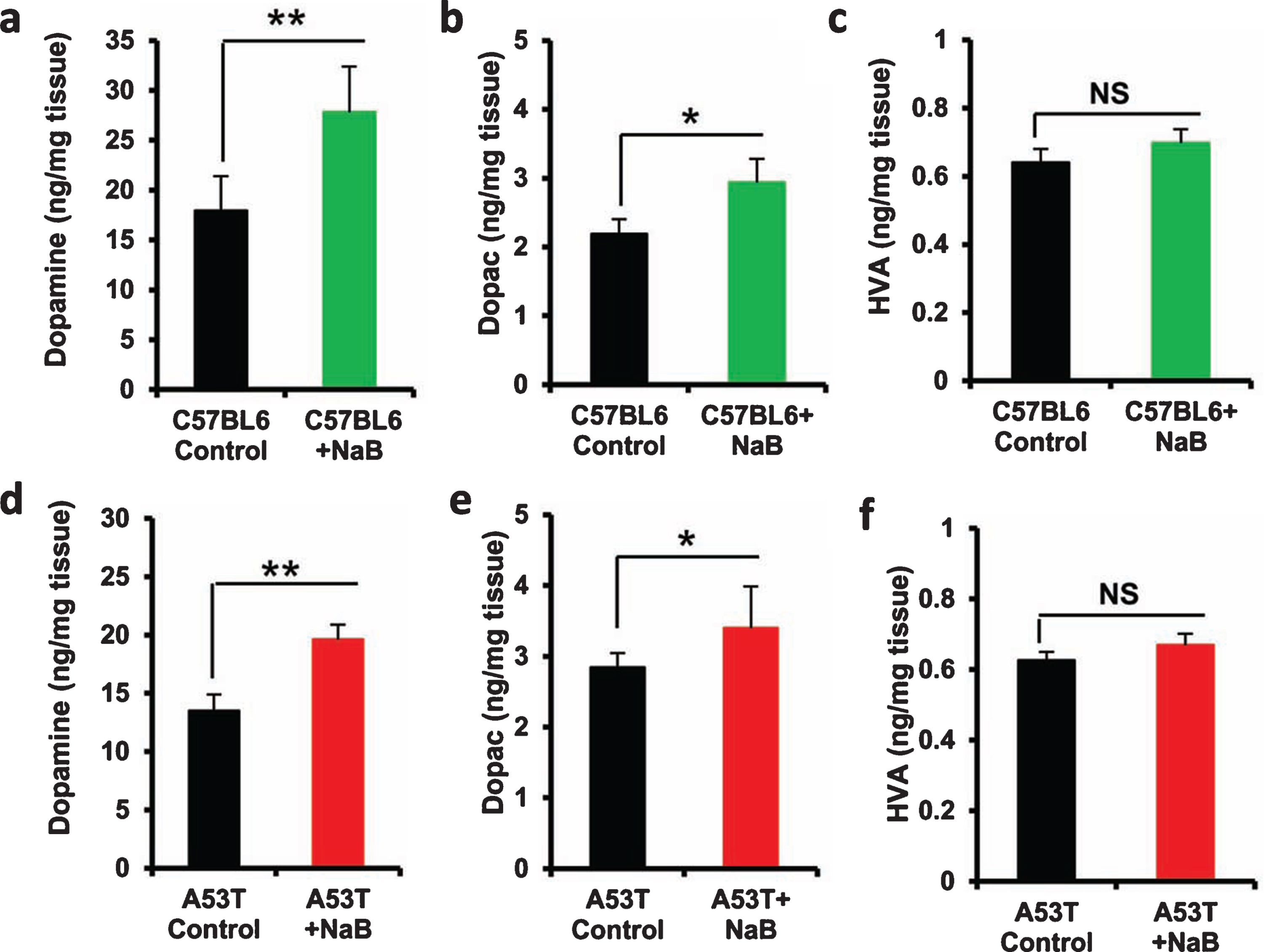 Oral NaB increases the level of DA in vivo in the striatum of C57/BL6 and A53T-Tg mice. Male C57/BL6 (A-C) and A53T-Tg (D-F) mice (n = 5 per group) were treated with NaB (50 mg/kg body wt/d) mixed in 0.5% methylcellulose orally via gavage. Control mice received 0.5% methylcellulose as vehicle. After 30 d of treatment, levels of DA (A, D), DOPAC (B, E), and HVA (C, F) were measured in striatum by HPLC. Results are mean±SEM of five mice per group. **p < 0.01 and *p < 0.05 versus control by two-tailed paired t-tests. NS, not significant.
