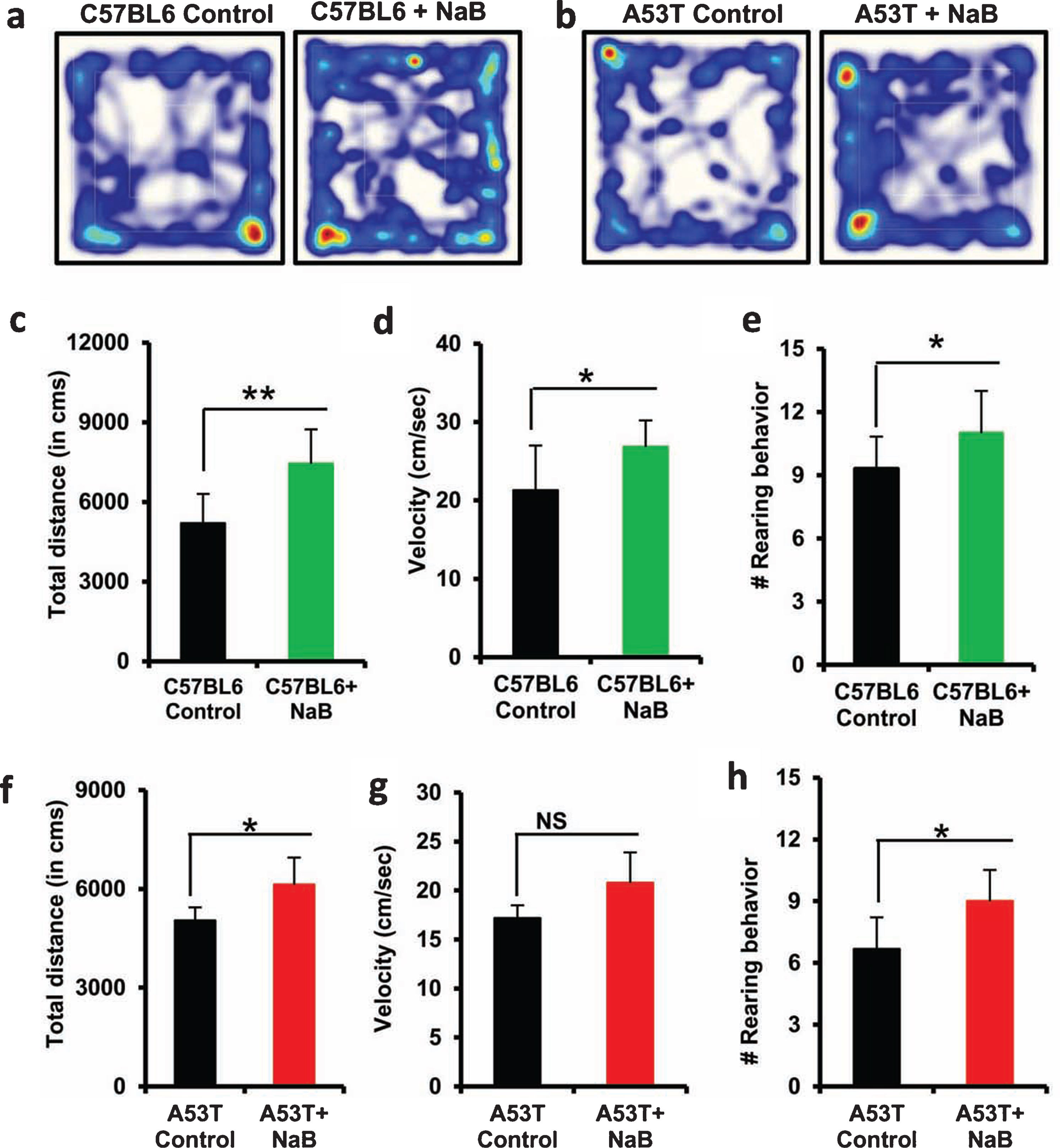 Improvement of locomotor activities in C57/BL6 and A53T-Tg mice by oral NaB. Male C57/BL6 (A, C-E) and A53T-Tg (B, F-H) mice (n = 5 per group) were treated with NaB (50 mg/kg body wt/d) mixed in 0.5% methylcellulose orally via gavage. Control mice received 0.5% methylcellulose as vehicle. After 30 d of treatment, locomotor activities were monitored (A and B, track plot; C and F, distance traveled; D and G, velocity; E and H, rearing). Results are mean±SEM of five mice per group. **p < 0.01; *p < 0.05 versus control by two-tailed paired t-tests. NS, not significant.