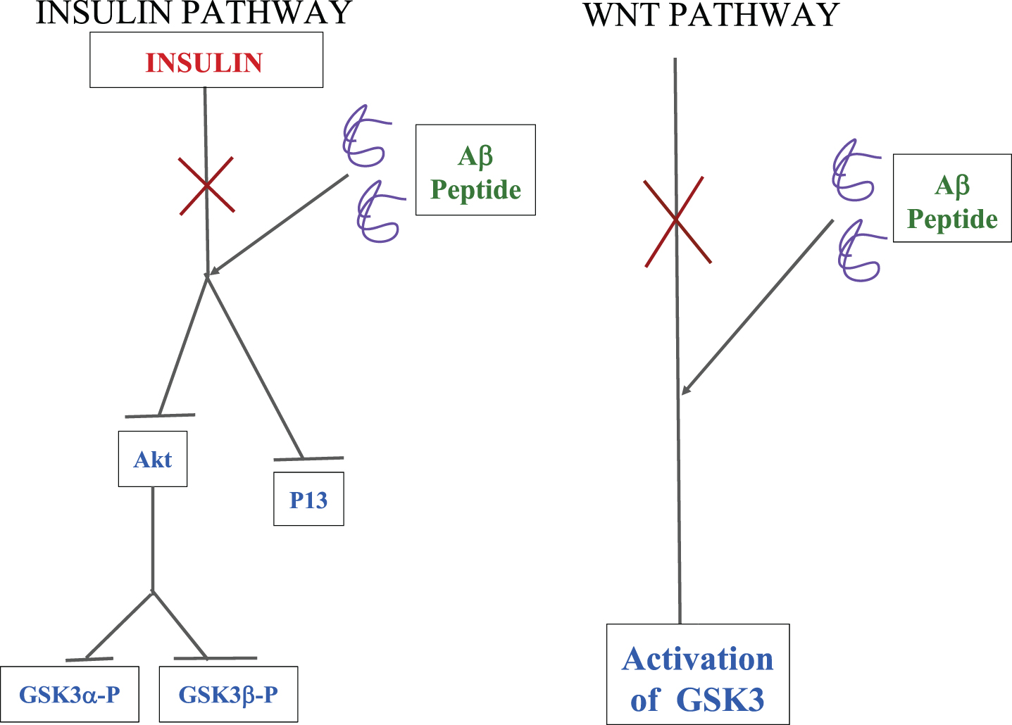 A schematic representation of how Aβ oligomers interfere with the insulin and Wnt pathways, leading to an increase in the levels of activated GSK3 in the cell which ultimately leads to neuron degeneration [30].