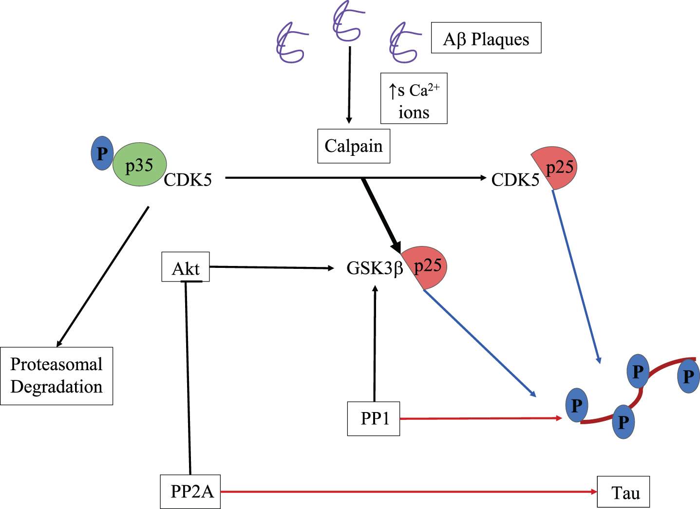 A schematic representation of both CDK5 and GSK3β induced phosphorylation of tau protein, activated by calpain cleaved p25. Protein phosphatases 1 and 2A which dephosphorylates tau protein also activate GSK3β leading to more phosphorylation than dephosphorylation. Thick black arrow indicates more affinity of p25 toward GSK3β than CDK5, blue and red arrows indicate phosphorylation and dephosphorylation activity respectively [33].