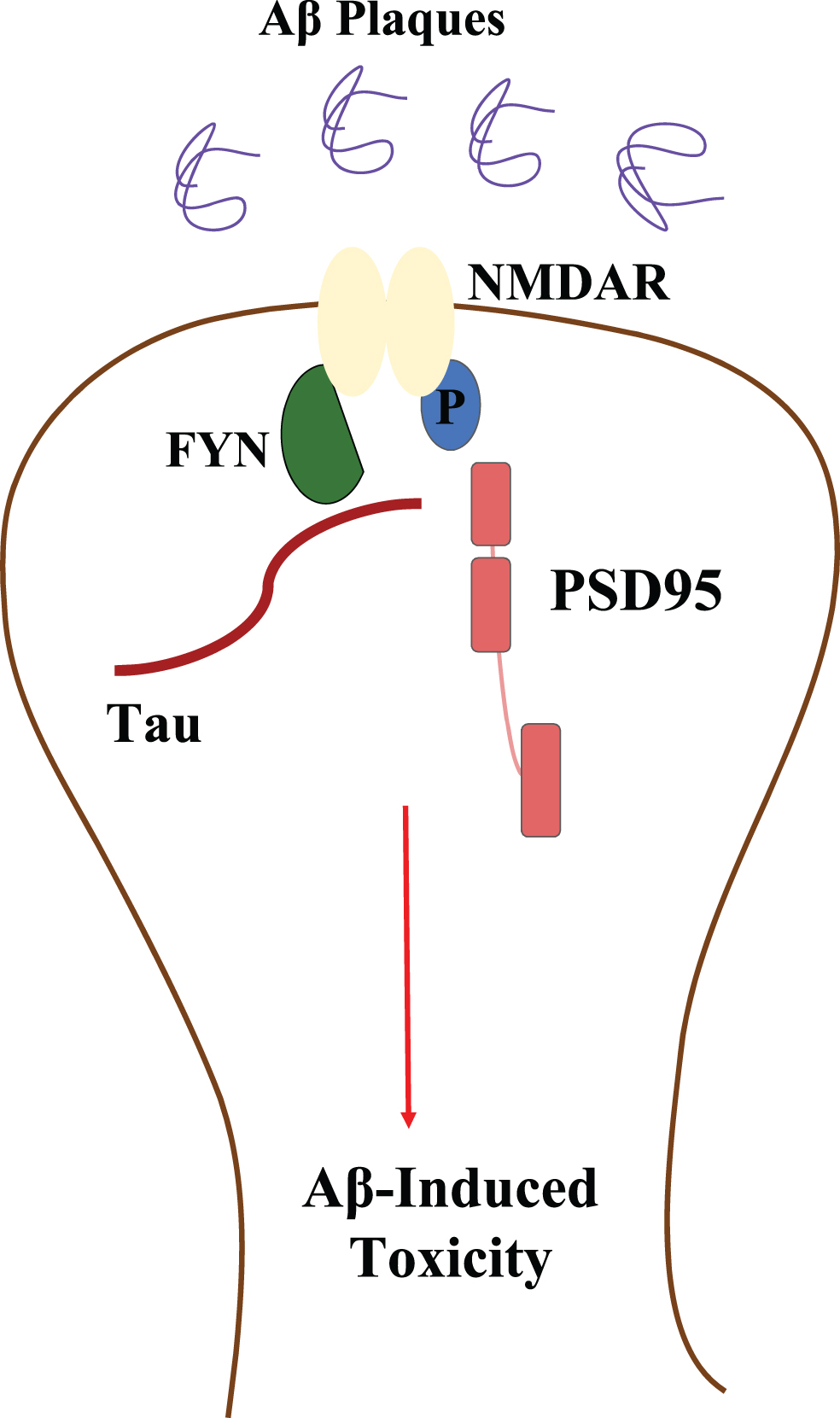 A Schematic representation of how Aβ dictates tau phosphorylation via a GAPDH nitrosylated dictated pathway which acetylates p300 and nitrosylates SIRT1 promoting tau acetylation which furthermore causes its phosphorylation by PDKs [55].