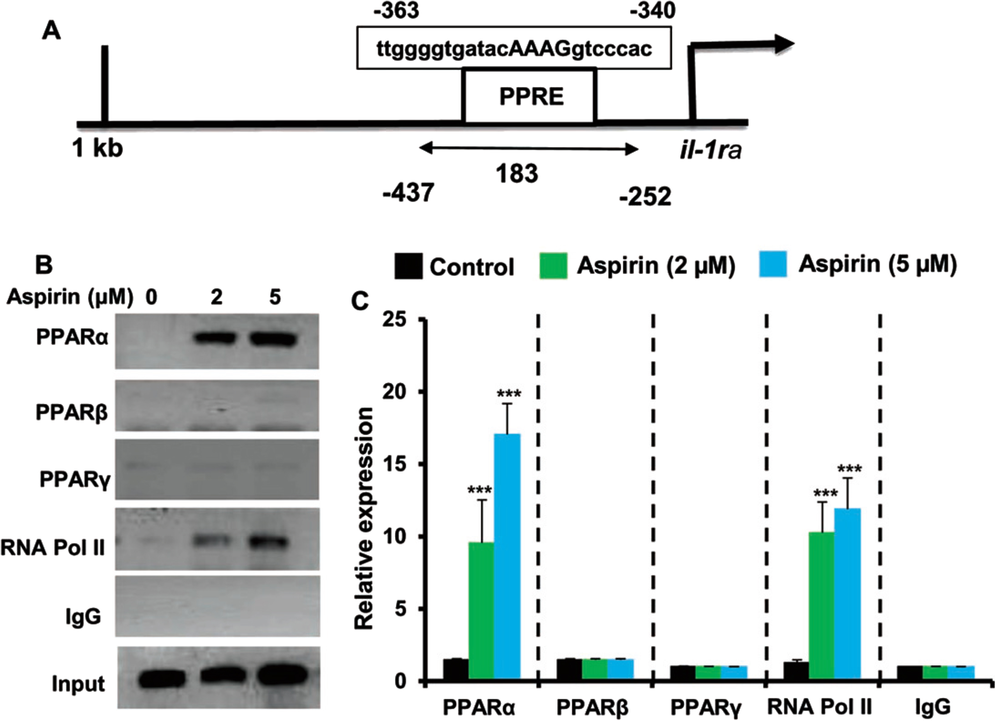 Aspirin induces the recruitment of PPARα to the IL-1Ra gene promotor. A) MAP of the PPRE in the IL-1Ra gene promoter and the region to be amplified for ChIP assay. Primary astrocytes isolated from WT mice were treated with different concentrations of aspirin for 30 min under serum-free condition followed by monitoring the recruitment of PPARα, PPARβ, PPARγ, and RNA Polymerase II to the PPRE by ChIP assay (B, PCR; C, real-time PCR). Results are mean±SD of three independent cell preparations. ***p < 0.001 versus control. Significance of mean between control and aspirin-treated cells was analyzed by a two-tailed paired t-test.