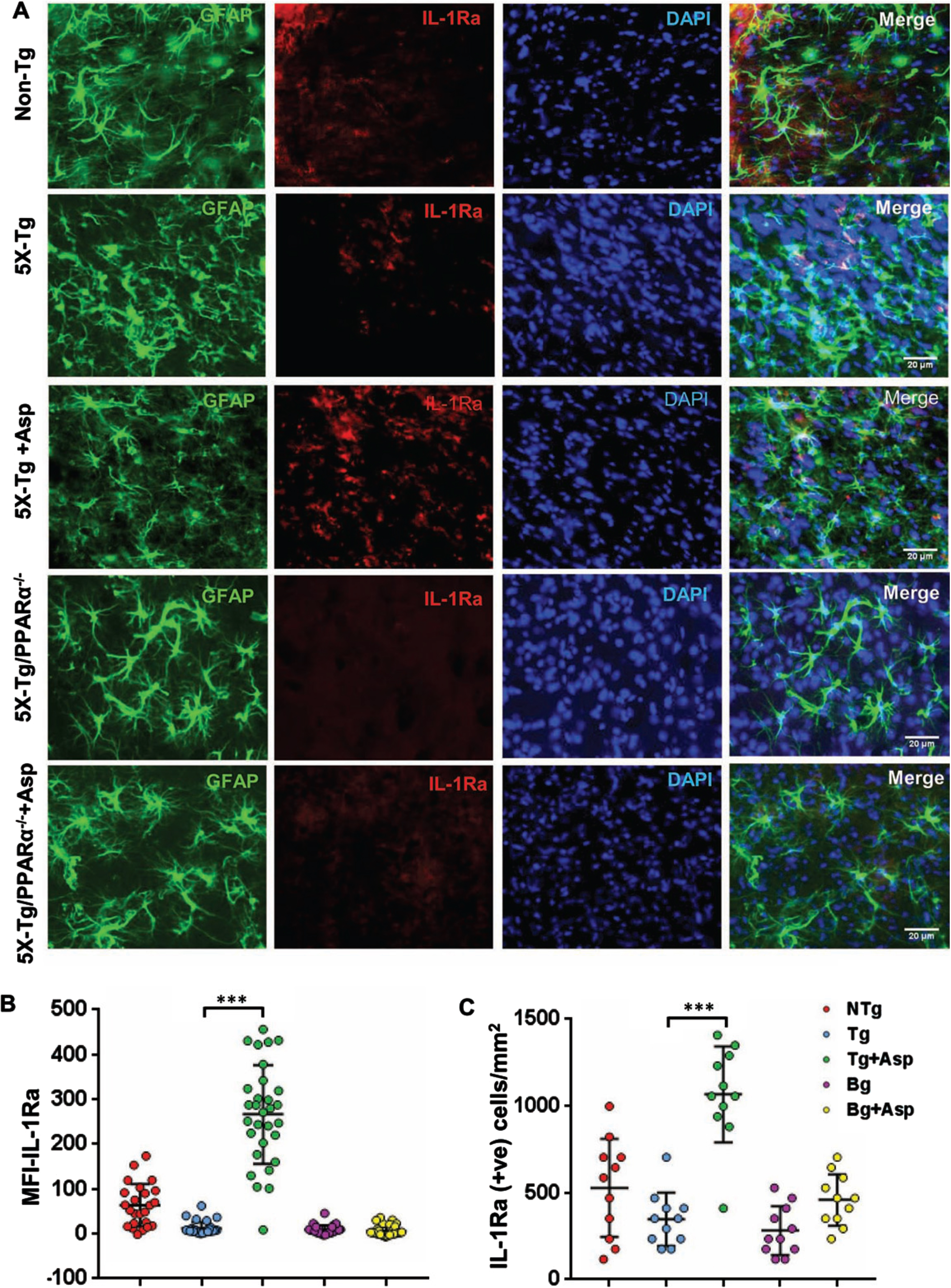 Aspirin treatment increases IL-1Ra in vivo in cortical astrocytes of 5XFAD mice via PPARα. Six-month old 5xFAD and 5xFAD/PPARα–/– mice (n = 5 or 6 per group) were treated with aspirin (2 mg/kg body weight/d) orally via gavage for 30 d followed by double-labeling of cortical sections for IL-1Ra and GFAP (A). Mean Fluorescence Intensity (MFI) of IL-1Ra was calculated in one section (two images per section) of each of five or six mice per group (B). IL-1Ra positive cells were counted in one section (two images per section) of each of five or six mice per group (C) and results were analyzed by one-way ANOVA. ***p < 0.001.