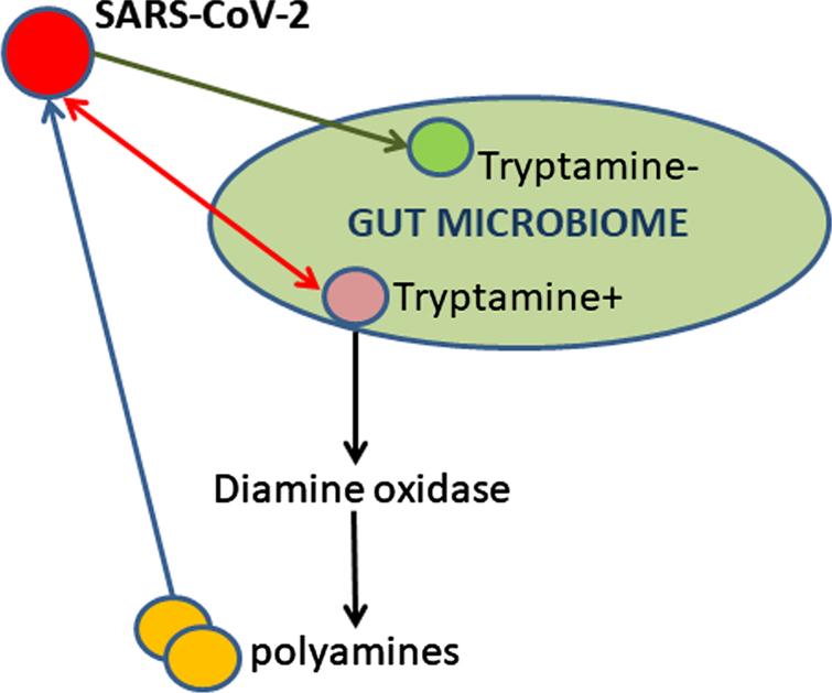 SARS-CoV-2 induces dysbiosis in gut microbiome of nonhuman primates thus resulting in tryptamine overproduction.