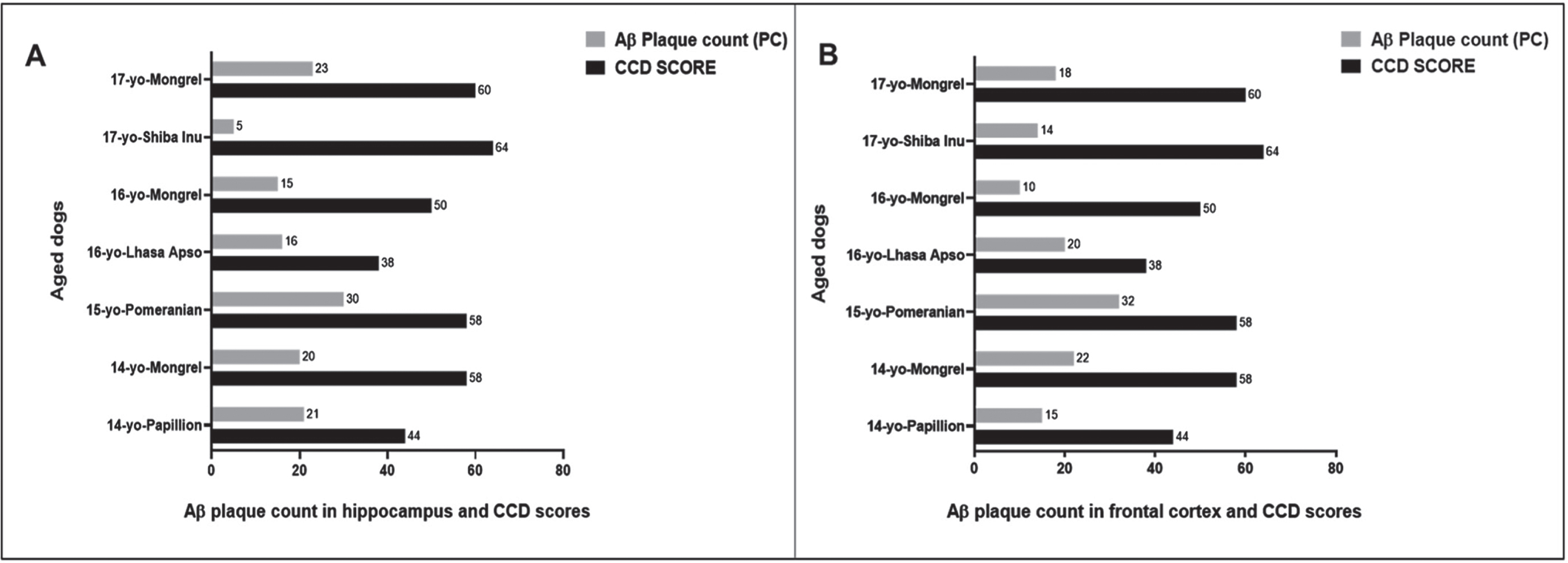Comparing the CCD Scores with hippocampal and cortical Aβ plaque count (PC) in seven aged dogs. CCD score of ≥50 were considered as CCD or dog dementia. Aβ PC was calculated from whole tissue sections at high power fields (40x). PC of Aβ plaques: < 10 considered as low, 10–20 as moderate, and > 20 as high in the hippocampus and frontal cortex. A small size male Pomeranian with CCD score of 58 displayed the highest PC in the (A) hippocampus, PC = 30 and in the (B) frontal cortex, PC = 32. In contrast, a medium size spayed female Shiba Inu with highest CCD score of 64 exhibited the lowest PC in the (A) hippocampus, PC = 5 and a 16-year-old small size female Mongrel with CCD score of 50 showed the lowest PC in the (B) frontal cortex, PC = 10.