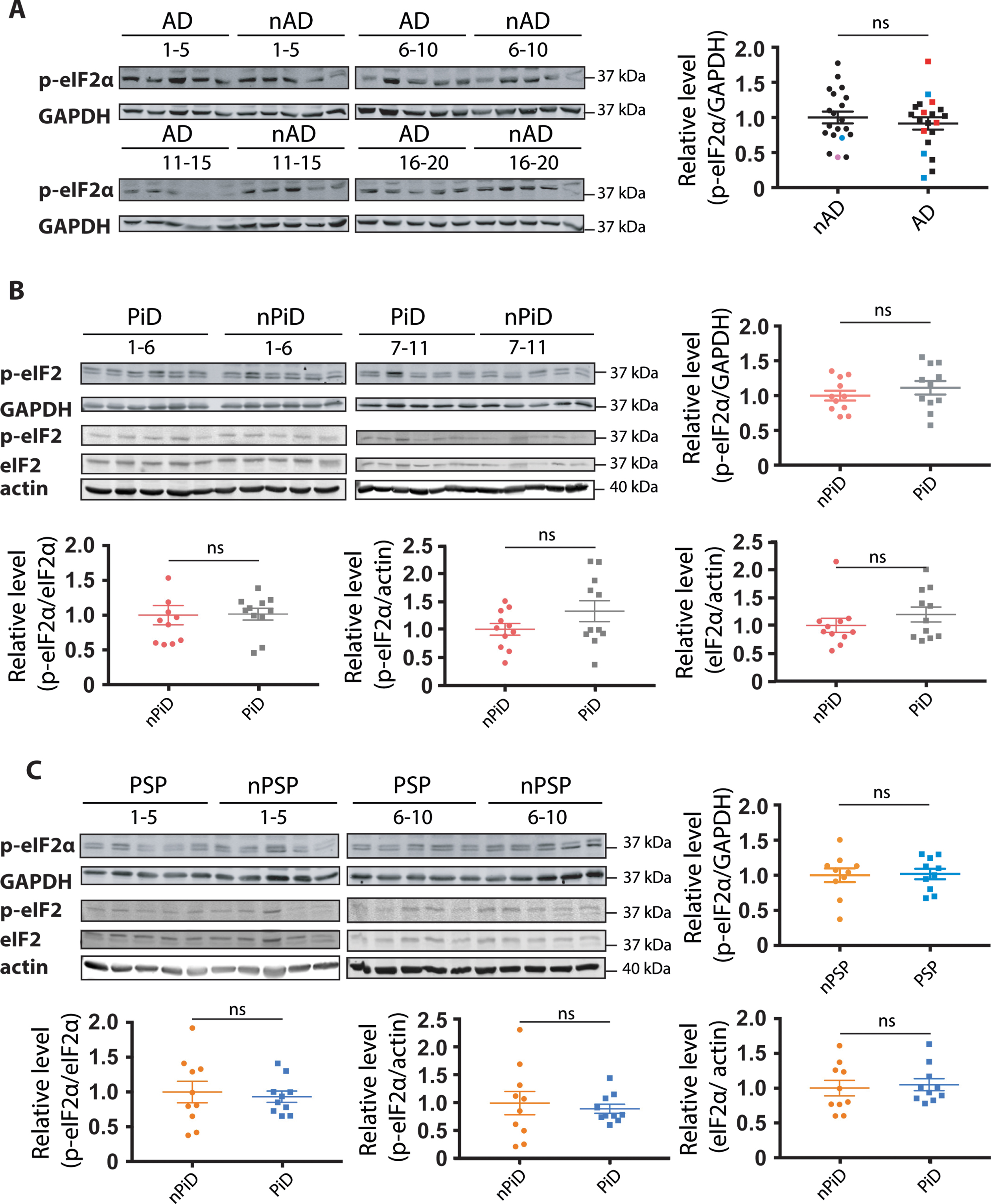 Detection of eIF2α phosphorylation in tauopathies and age-matched controls. p-eIF2α and GAPDH immunoreactivity for (A) AD, (B) PiD, and (C) PSP together with relative age-matched non-demented controls. Quantification of p-eIF2α immunoreactivity from individual samples was normalized to the immunoreactivity of a loading control, GAPDH. Data were analyzed using a two-tailed unpaired t-test revealing no significant differences (p = 0.4892, t = 0.6983; p = 0.3604, t = 0.9362; p = 0.8813, t = 0.1514 for AD, PiD, and PSP, respectively). (B, C) p-eIF2α, eIF2α, and actin immunoreactivity for (B) PiD and (C) PSP. Quantification revealed no significant difference when normalizing p-eIF2α over eIF2α (p = 0.3653, U = 46; p = 0.5288, U = 41 for PiD, PSP), p-eIF2α over actin (p = 0.8977, U = 58; p = 0.5607, t = 0.5927 for PiD, PSP) or eIF2α over actin (p = 0.6522, U = 53 p = 0.9705, U = 49 for PiD, PSP). Shown are means, error bars show SEM. ns, not significant. Number of cases: ND = 20, AD = 20, nPiD = 11, PiD = 11, nPSP = 10, PSP = 10. Each lane corresponds to one individual case. Colored symbols in (A) correspond to individuals with LBD co-morbidity (red), APOE 4.4 genotype (blue), and CVD co-morbidity (magenta).