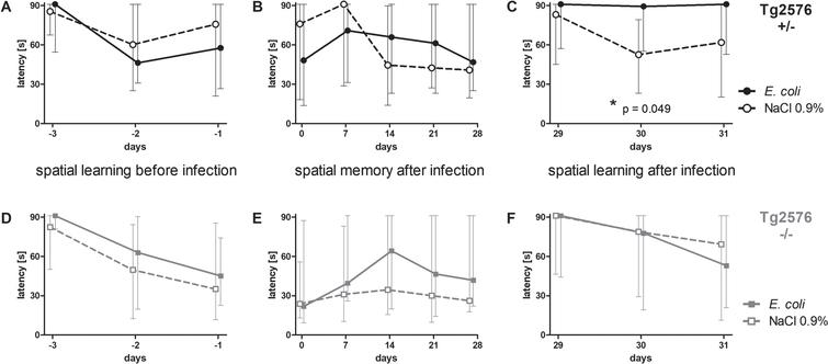 Spatial memory and spatial learning of Tg2576 +/- and Tg2576 -/- mice after intracerebral E. coli infection. A-C) Water maze performances of surviving infected Tg2576 +/- mice (n = 18) and uninfected Tg2576 +/- mice (n = 14) assessed by the latencies to find the hidden platform. A) The ability to learn the location of the platform did not differ between Tg2576 +/- mice allocated to the infection-group and the non-infection-group. B) The ability to remember the location of the hidden platform, assessed once a week during four weeks after infection, did not differ significantly between infected and non-infected Tg2576 +/- mice. C) Four weeks after infection, the ability of infected Tg2576 +/- mice to learn the new location of the platform was impaired compared to non-infected Tg2576 +/-. D-F) Water maze performances of surviving infected Tg2576 -/- mice (n = 15) and uninfected Tg2576 -/- mice (n = 17) assessed by the latencies to find the hidden platform. There were no differences between Tg2576 -/- mice of the infection group and Tg2576 -/- mice of the non-infection group concerning their ability to learn the location of the platform before infection (D), to remember the location of the platform during four weeks after infection (E), and to learn the new location of the platform four weeks after infection (F). Medians (25./75. percentiles) of median times mice needed to find the platform in 3 to 6 water maze runs are presented (maximum 90 s).