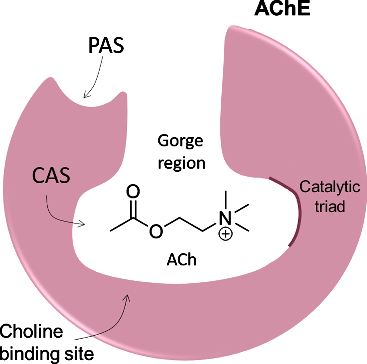 Schematic structure of AChE showing the gorge region, active catalytic site (CAS), and the peripheral anionic site (PAS).