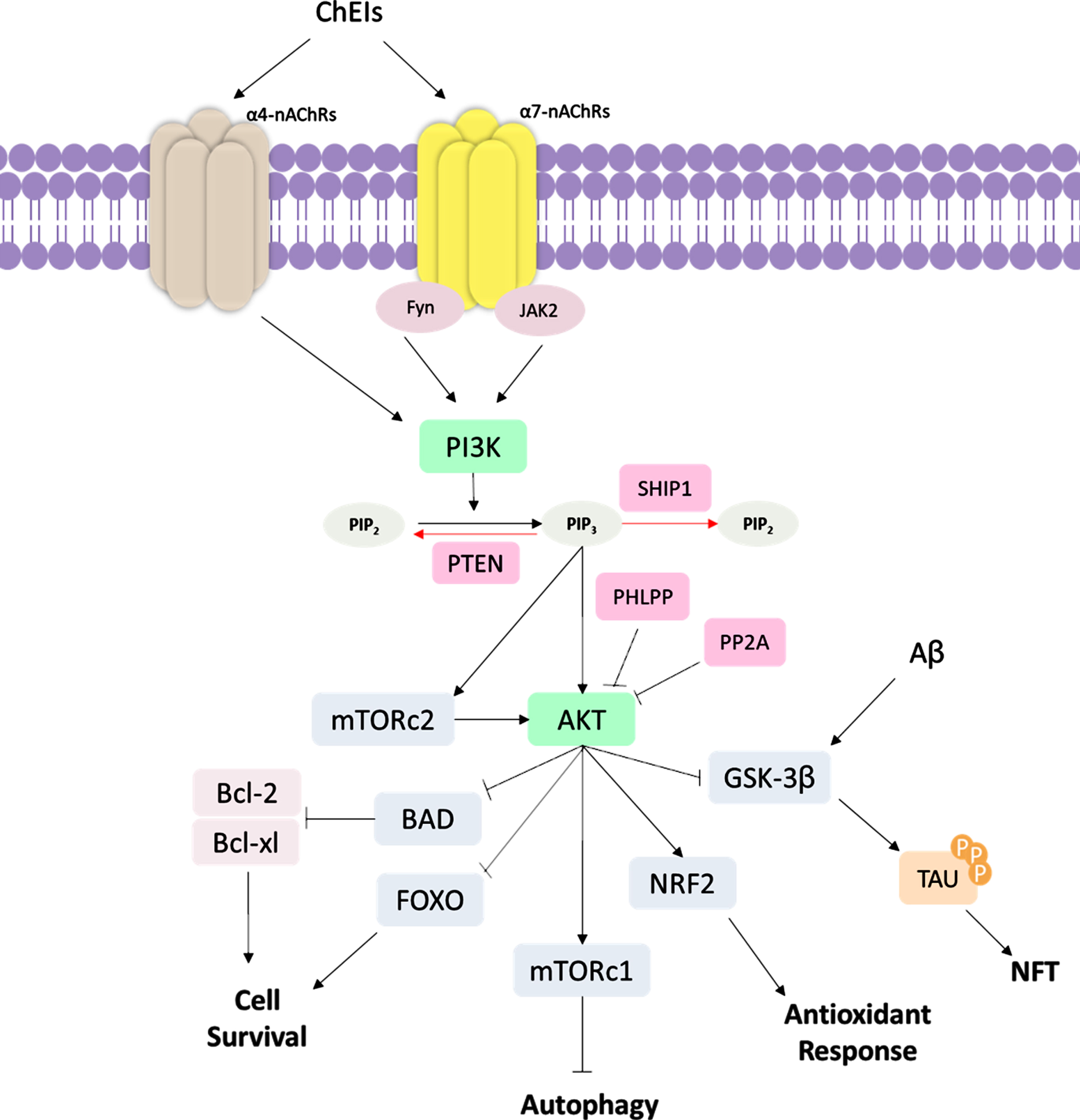 Schematic representation of PI3K/AKT signaling pathway ChEI binding leads to the stimulation of α4 and α7 nicotinic acetylcholine receptors (nAChRs); subsequently, occurs the activation of tyrosine kinase Fyn and Janus-activated kinase 2 (JAK2), leading to the activation of phosphatidylinositol-4,5-bisphosphate 3-kinase (PI3K). PI3K converts phosphatidylinositol (3,4)-bisphosphate (PIP2) into phosphatidylinositol (3,4,5)-trisphosphate (PIP3), which activates protein kinase B (AKT). mTOR Complex 2 (mTORC2) also activate AKT signaling. PI3K/AKT pathway regulates several cellular functions, such as inhibition of Glycogen synthase kinase-3β (GSK-3β) that affects tau hyperphosphorylation, inhibition of Forkhead box O (FOXO) and Bcl-2-associated death promoter (BAD) proteins, which are cell survival regulators, such as B-cell lymphoma 2 (Bcl-2) and Bcl-2, and B-cell lymphoma-extra large (Bcl-xL). AKT also activates the mTOR Complex 1 (mTORc1) autophagy regulator and NRF2, which promotes antioxidant response. In AD, the Aβ also acts by inducing GSK-3β activity, increased NFT formation. The PI3K/AKT signaling pathway can be regulated in several ways. The Phosphatase and tensin homolog (PTEN) protein and Src homology domain-containing inositol 5′-phosphatase 1 (SHIP1) induce the dephosphorylation of PIP3 into PIP2, being negative regulators of PI3K/AKT signaling. PH domain and leucine-rich repeat protein phosphatase (PHLPP) and protein phosphatase 2A (PP2A) are also downregulators of AKT protein.