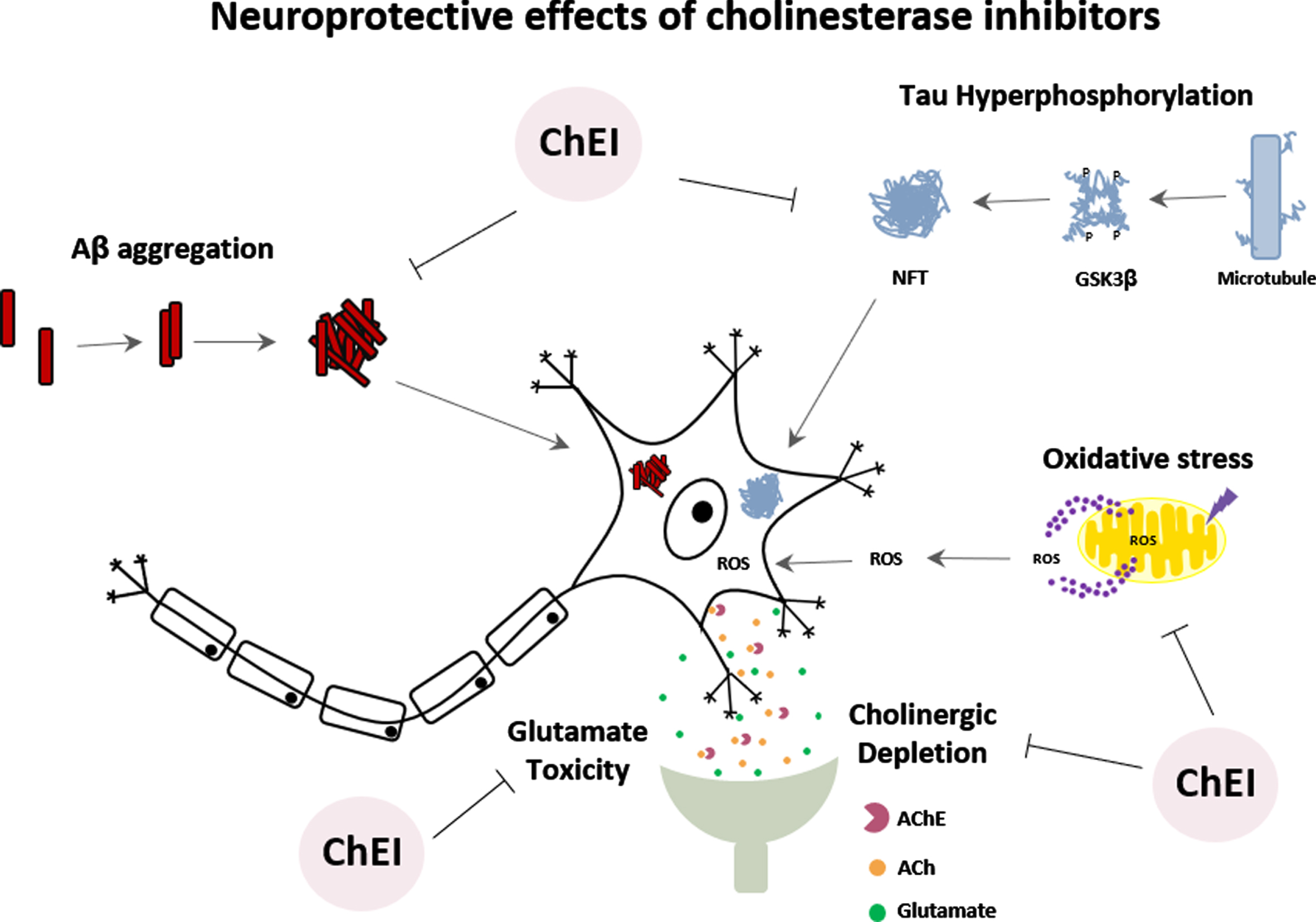 Multi-target effects of cholinesterase inhibitors on different pathways involved in the development of Alzheimer’s disease.