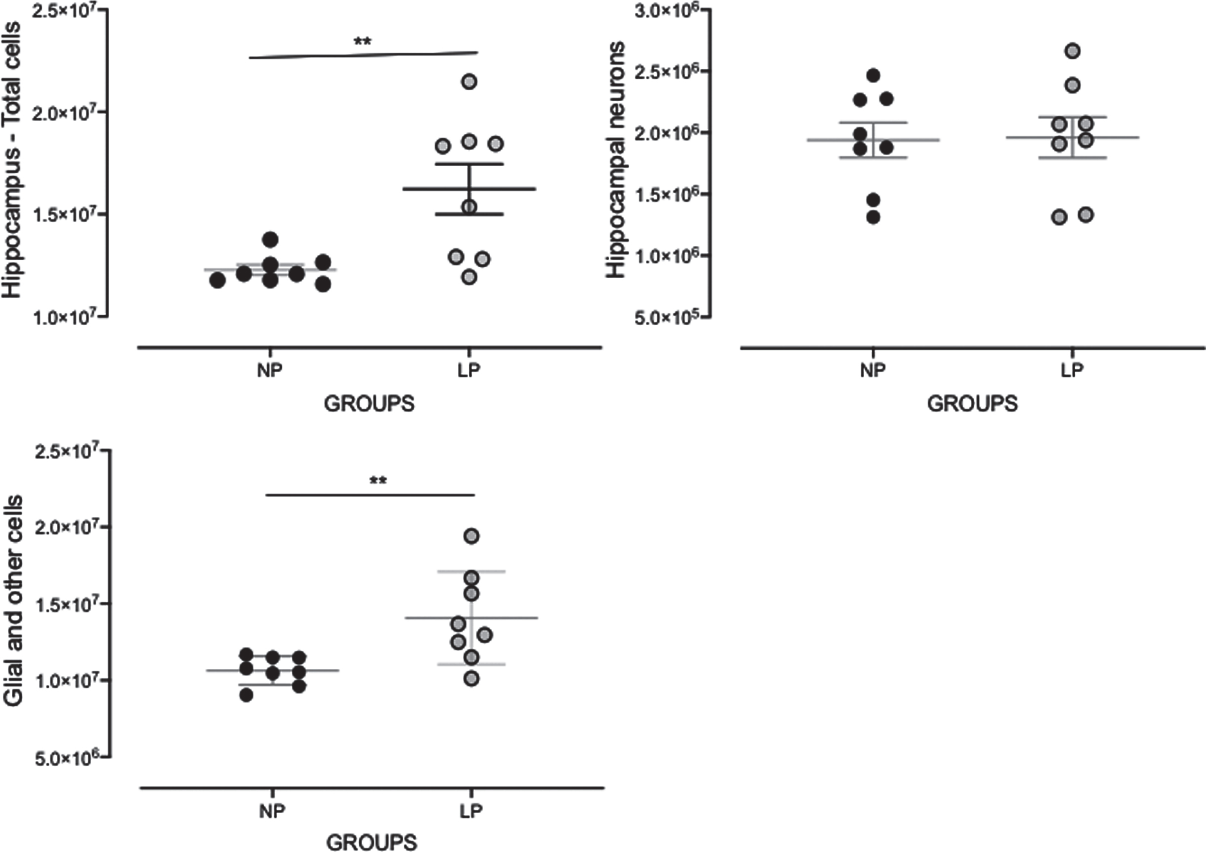 Effects of maternal protein restriction on 88-week-old LP (n = 5) compared to age-matched NP (n = 5) offspring on whole hippocampal cell, neurons, and non-neuronal cell quantifications. Results are depicted as scatter dot-plot and are expressed as means±SEM; comparisons involving only two means within or between groups were performed using a Student’s t-test. The level of significance was set at *p < 0.05.